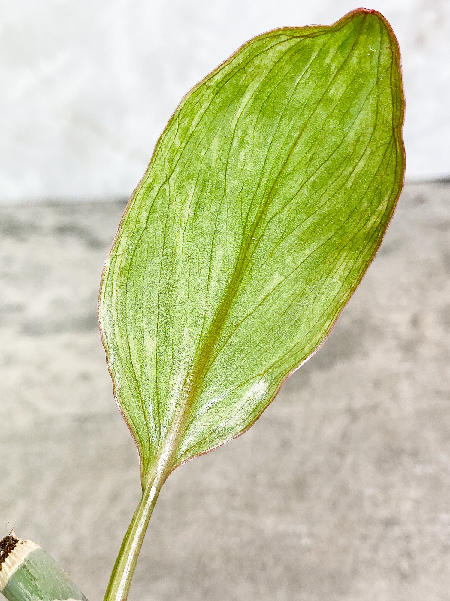 Philodendron Paraiso Verde 1 leaf 1 sprout fully rooted