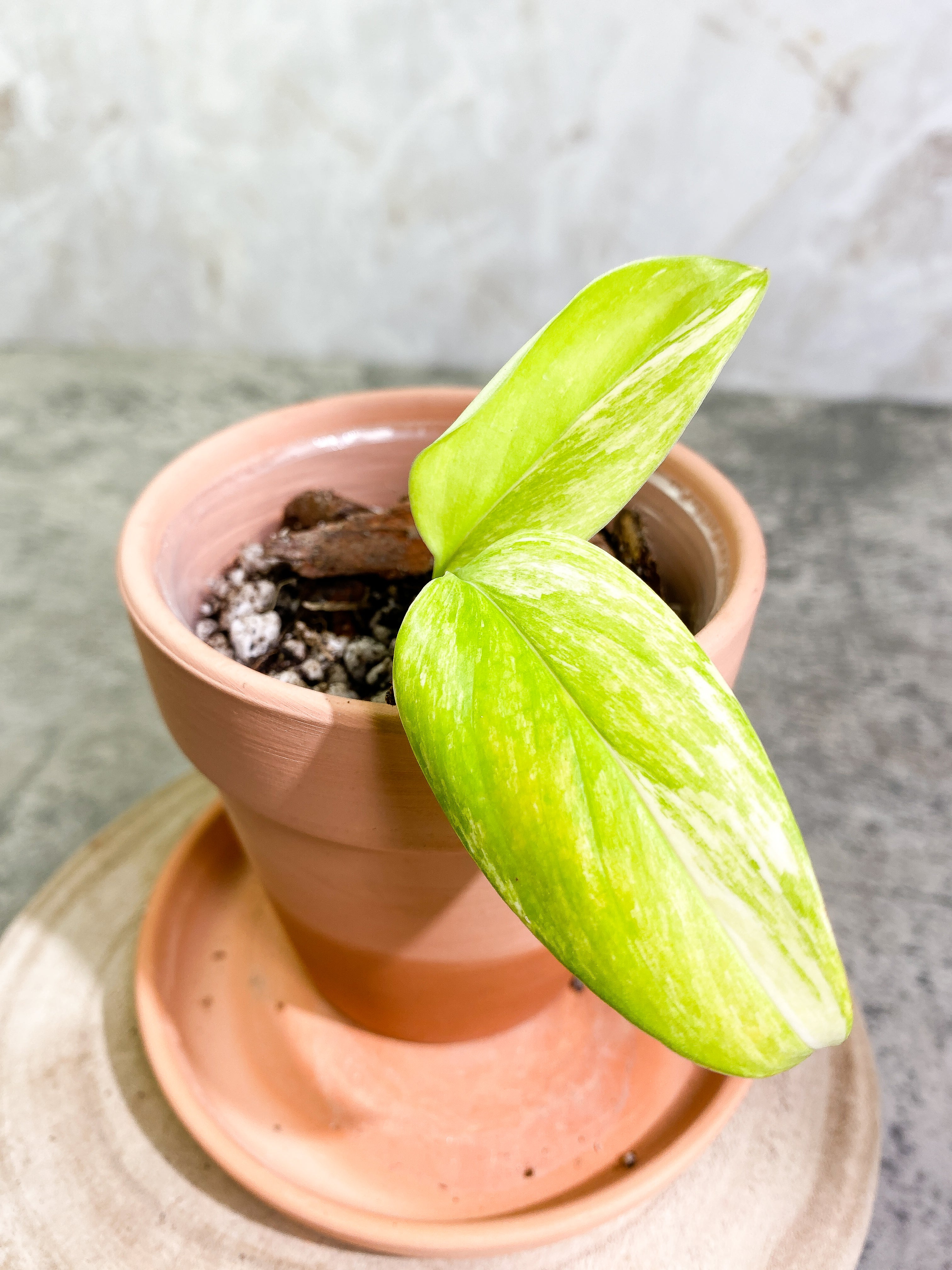 Monstera Standleyana Aurea 2 leaves rooted
