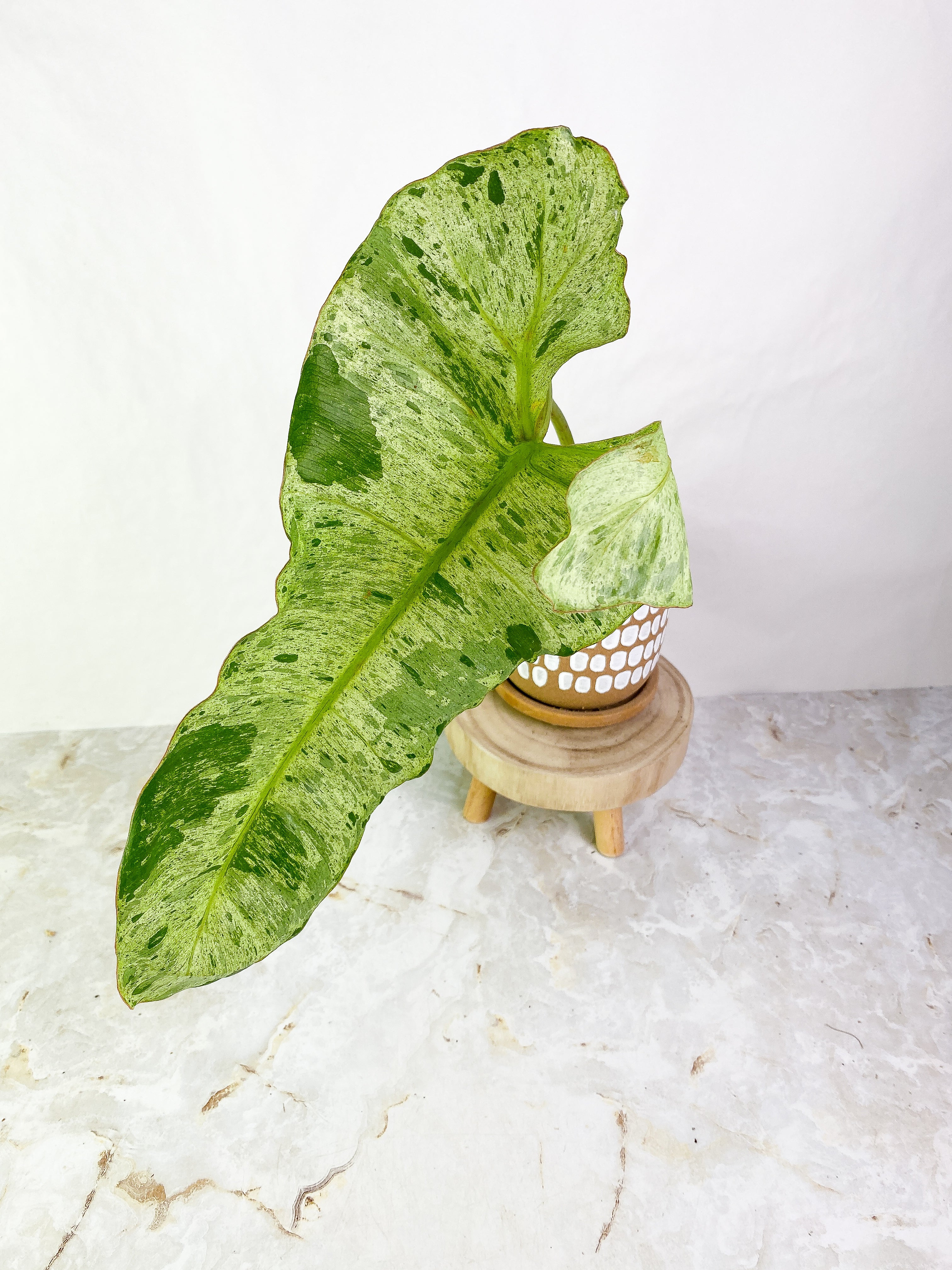 Philodendron Paraiso Verde 1 leaf Rooted