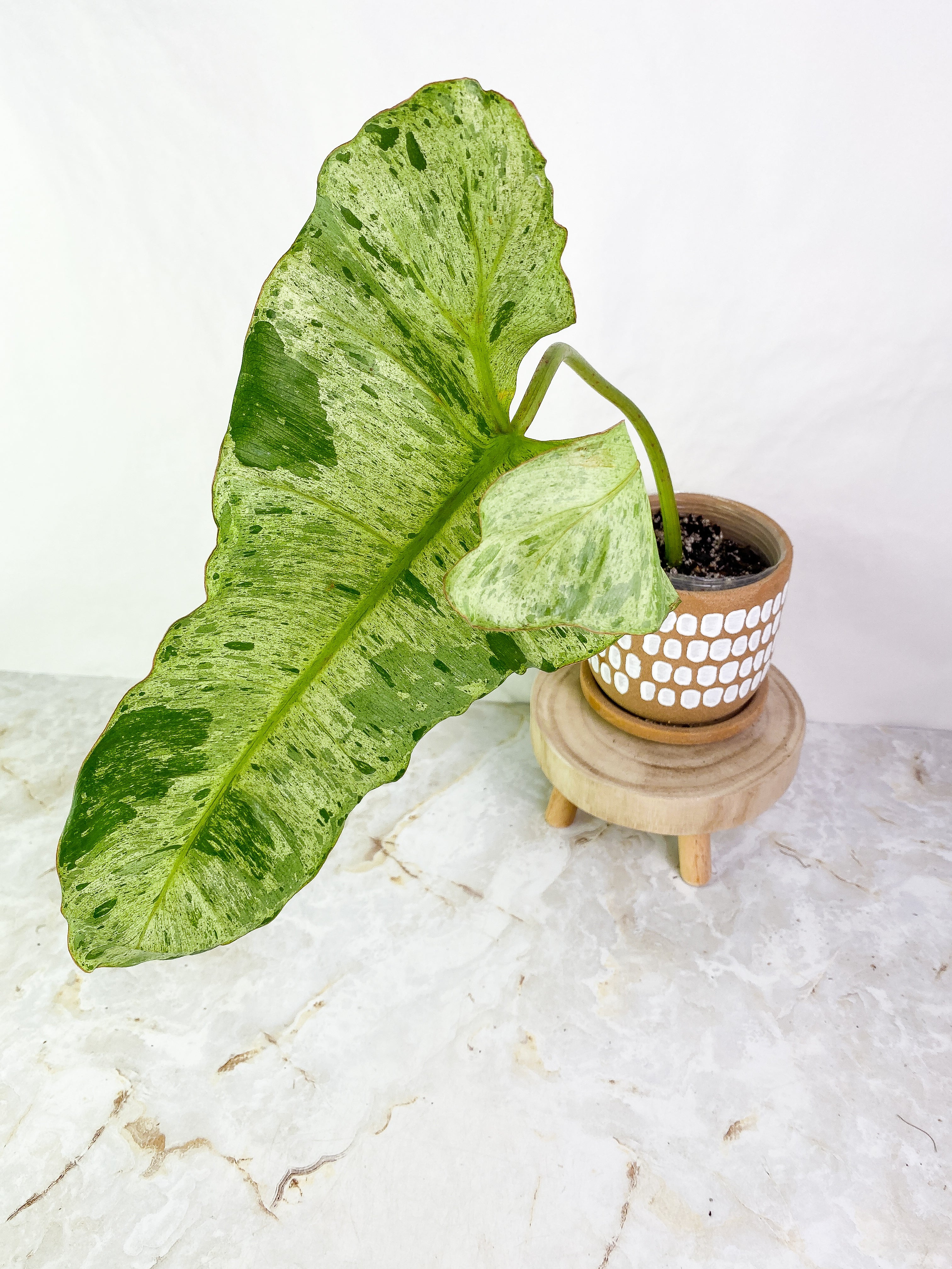 Philodendron Paraiso Verde 1 leaf Rooted