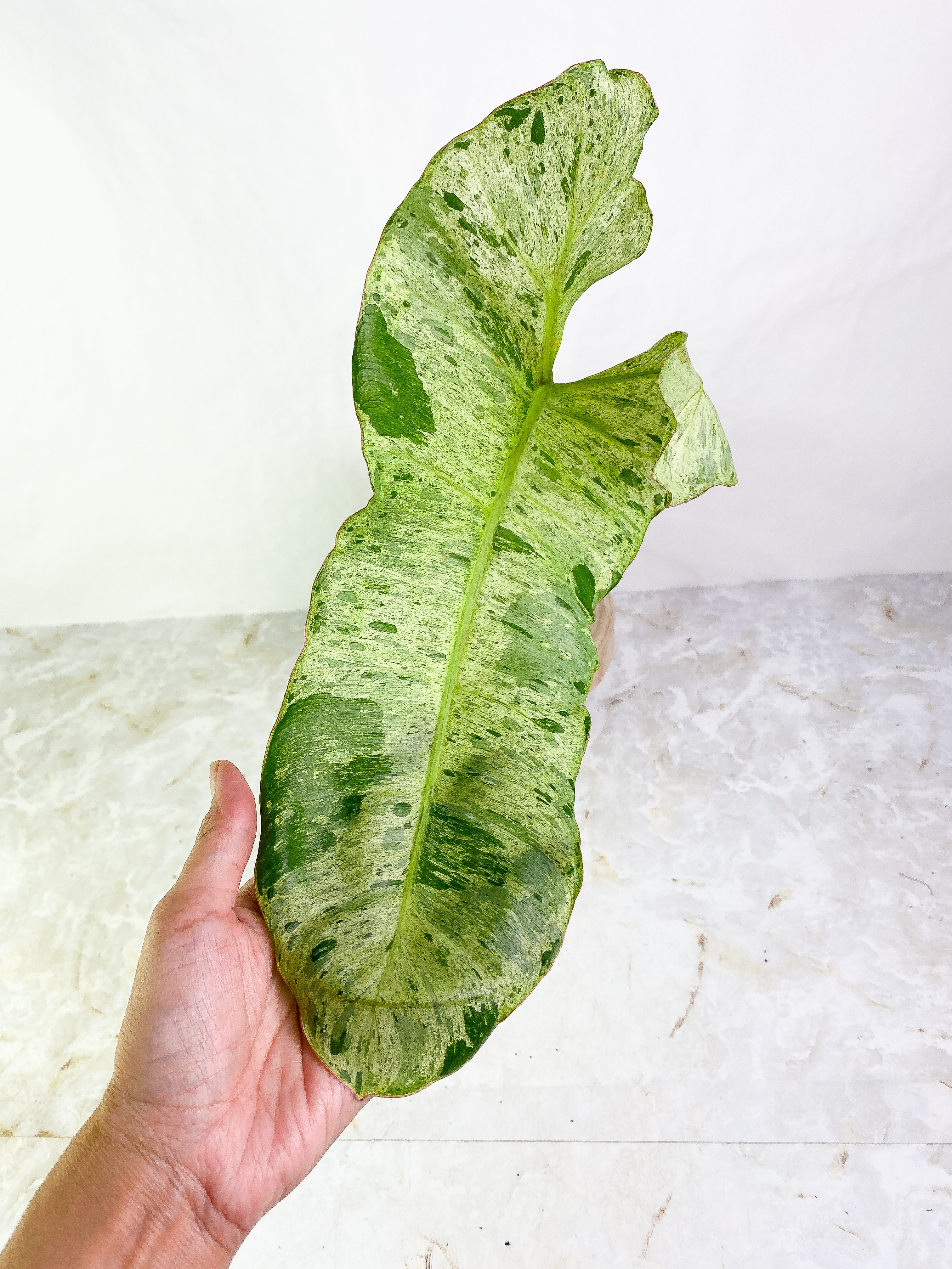 Philodendron Paraiso Verde 1 leaf Rooted