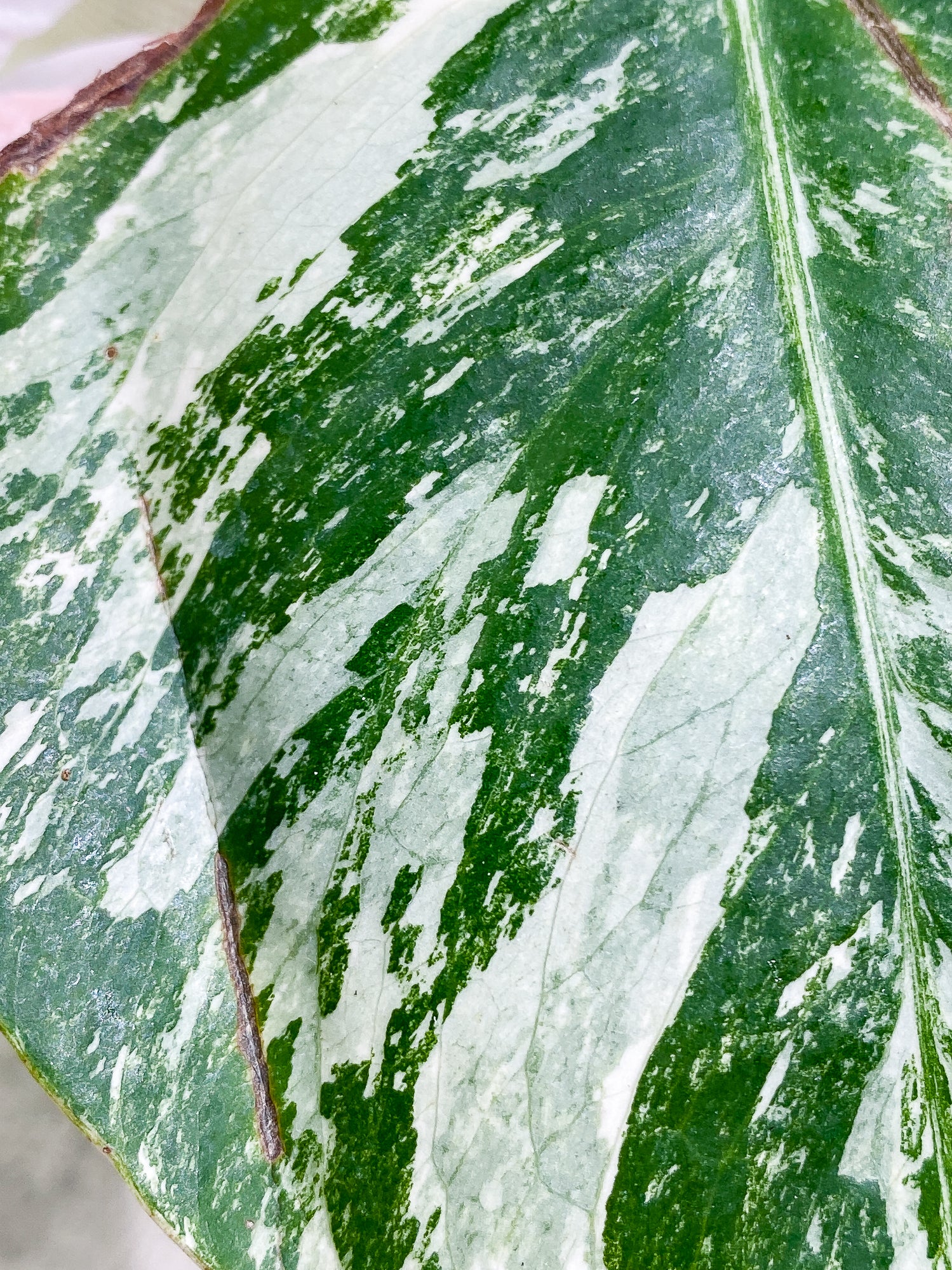 Monstera albo variegata 1 leaf Highly Variegated Rooting
