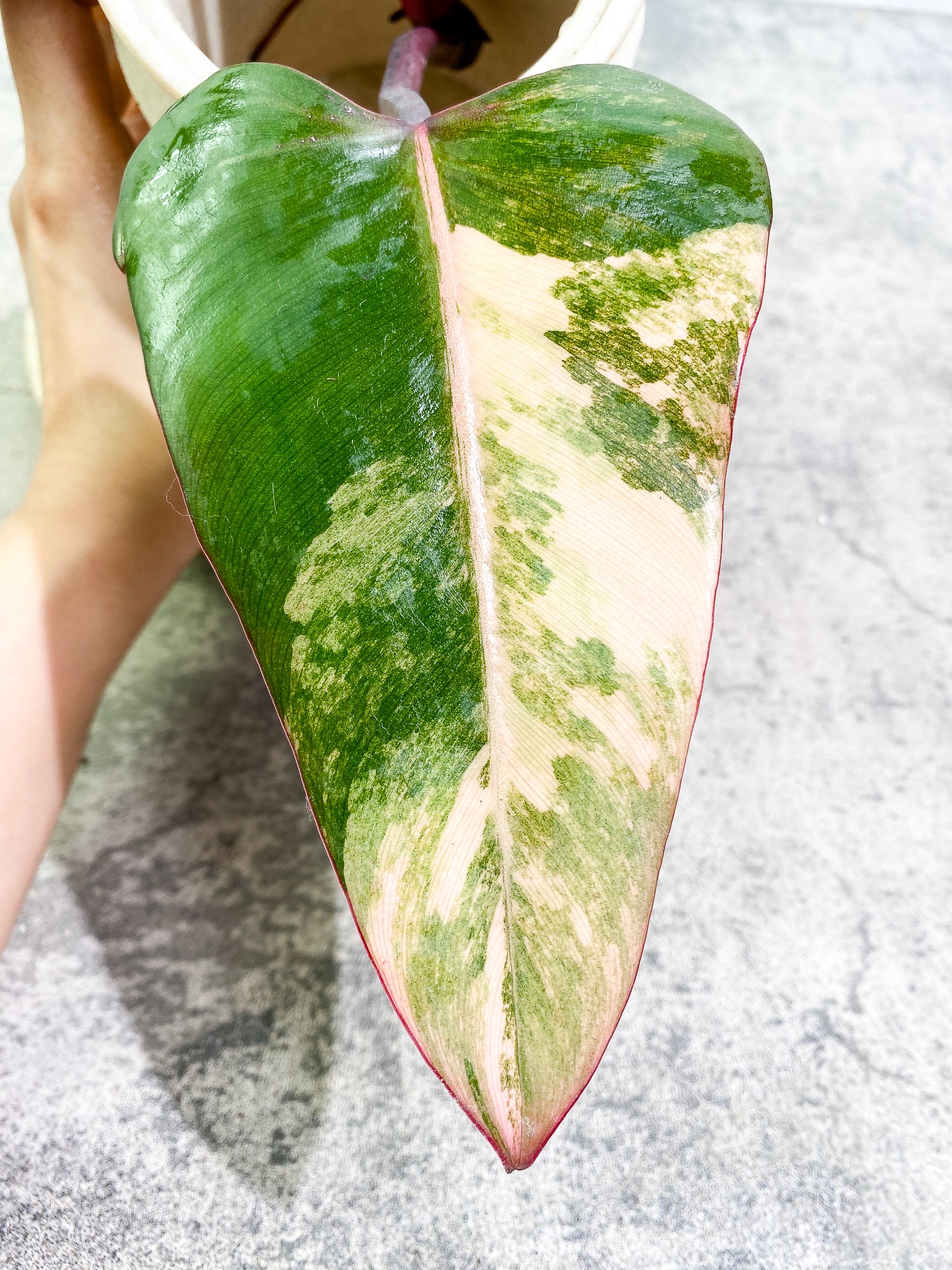 Philodendron Strawberry Shake Rooting 2 leaves 1 sprout Top Cutting