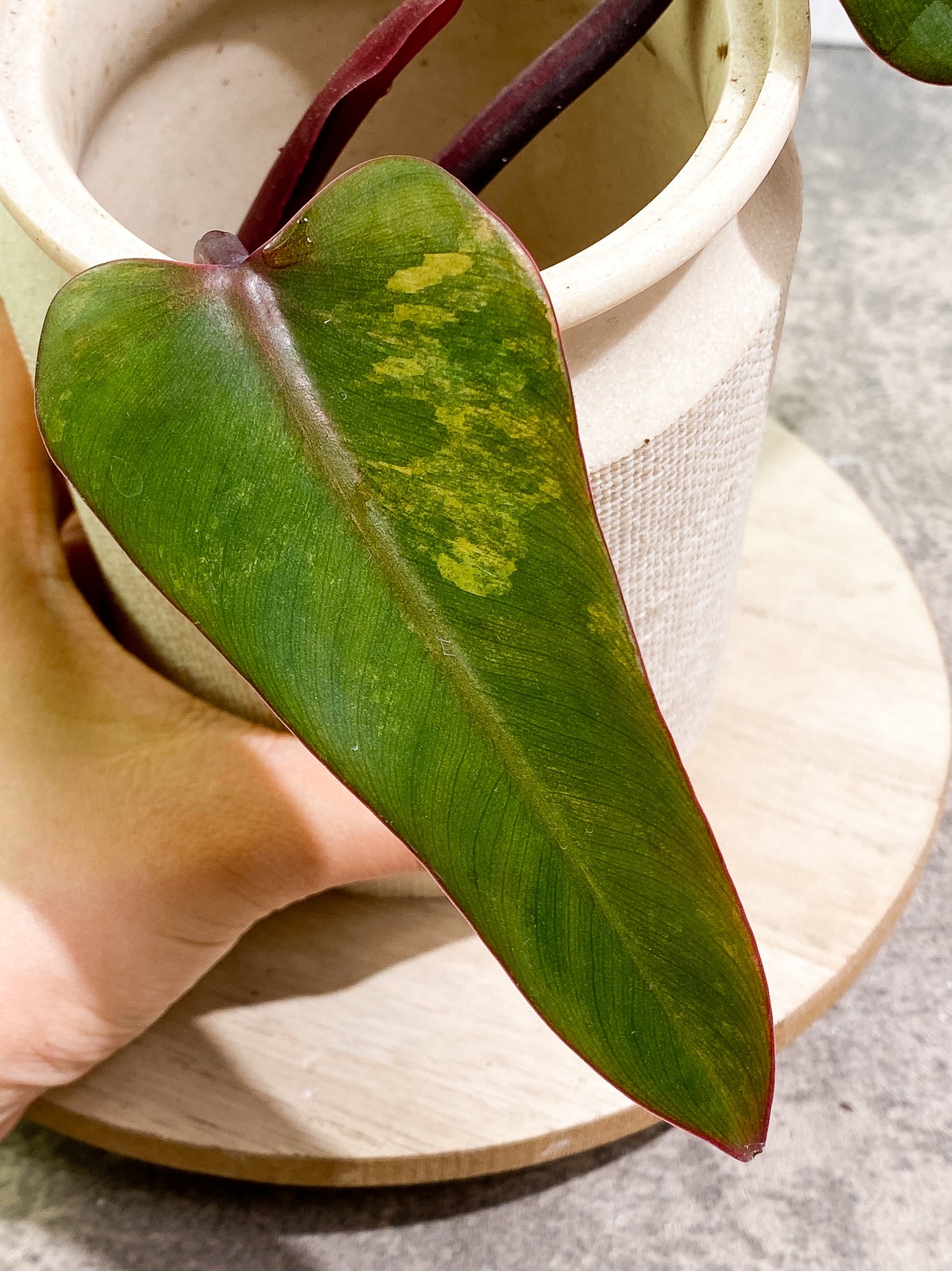 Philodendron Strawberry Shake Rooting 2 leaves 1 sprout Top Cutting