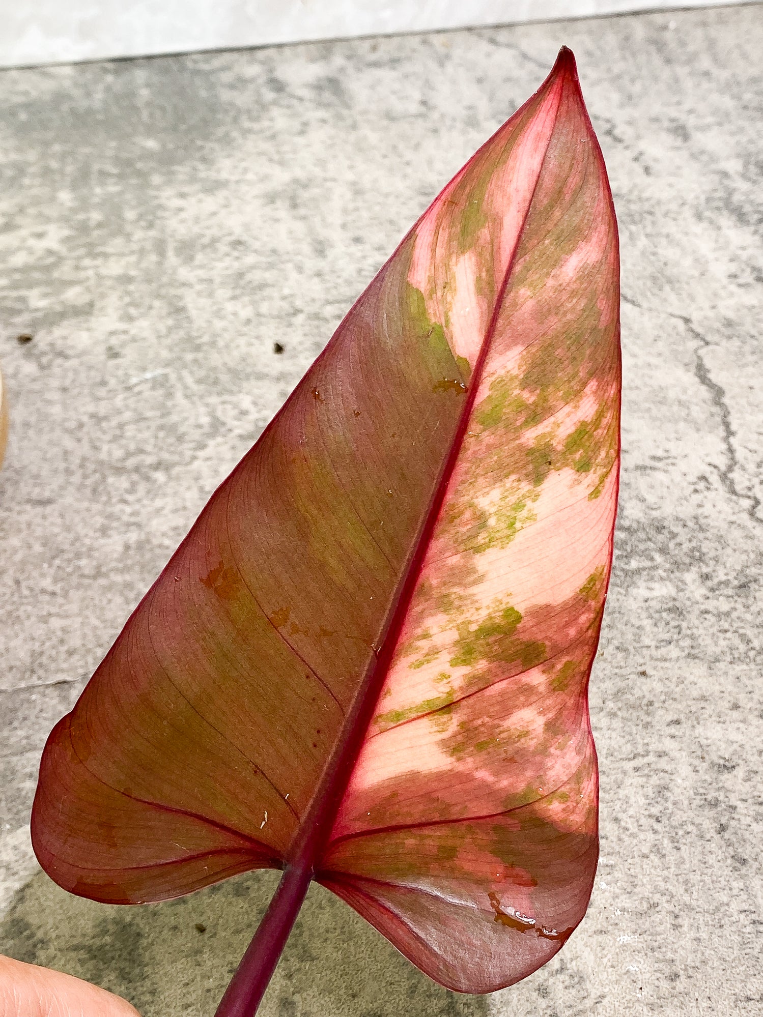 Philodendron Strawberry Shake Rooting 2 leaves 1 sprout Top Cutting