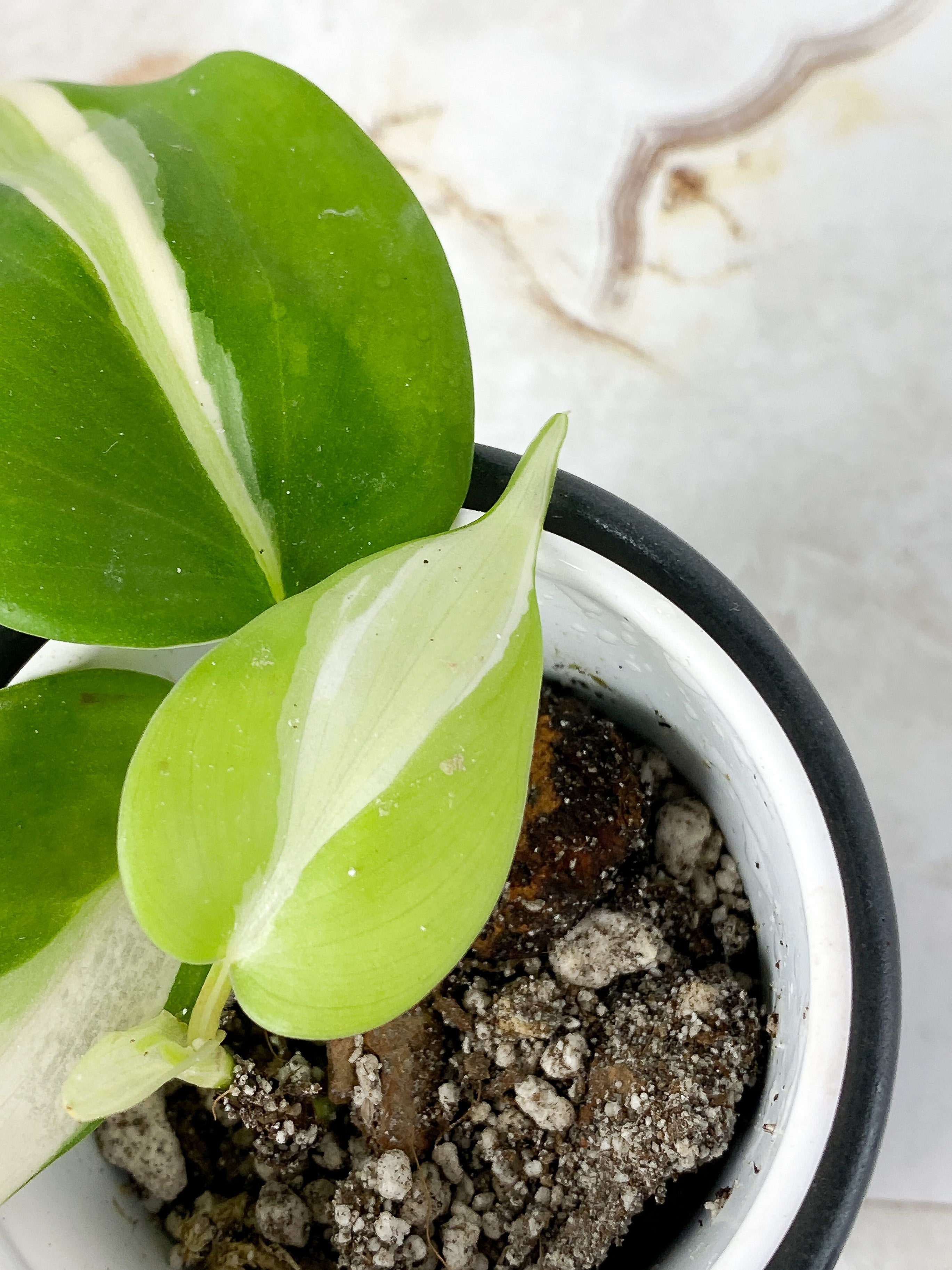 Philodendron Cream Splash Slightly Rooted 3 leaves