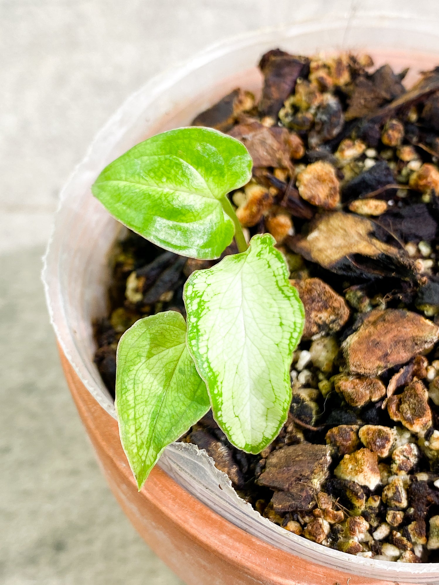 Free gift over $250.00: Syngonium 3king 3 leaves slightly rooted
