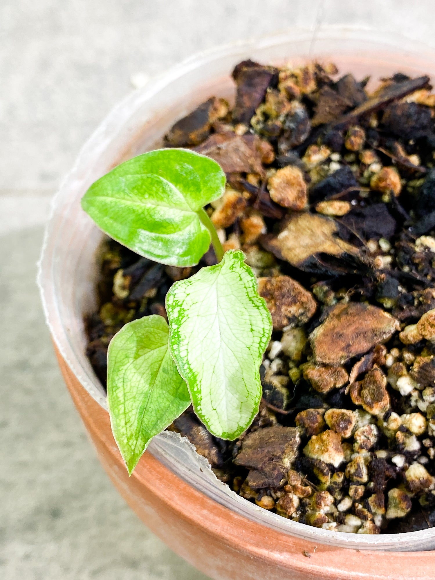 Free gift over $250.00: Syngonium 3king 3 leaves slightly rooted
