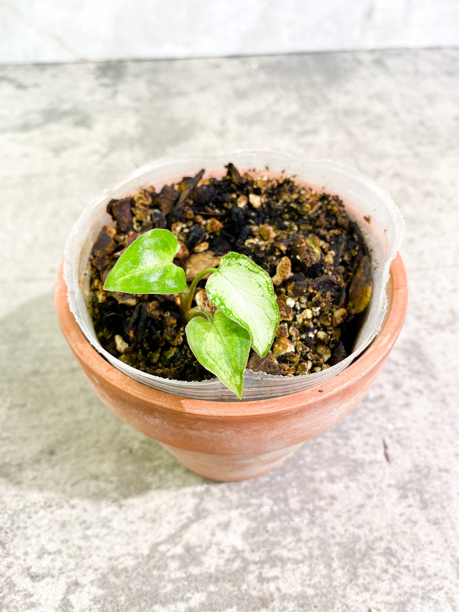 Free gift over $250.00: Syngonium 3king 3 leaves slightly rooted