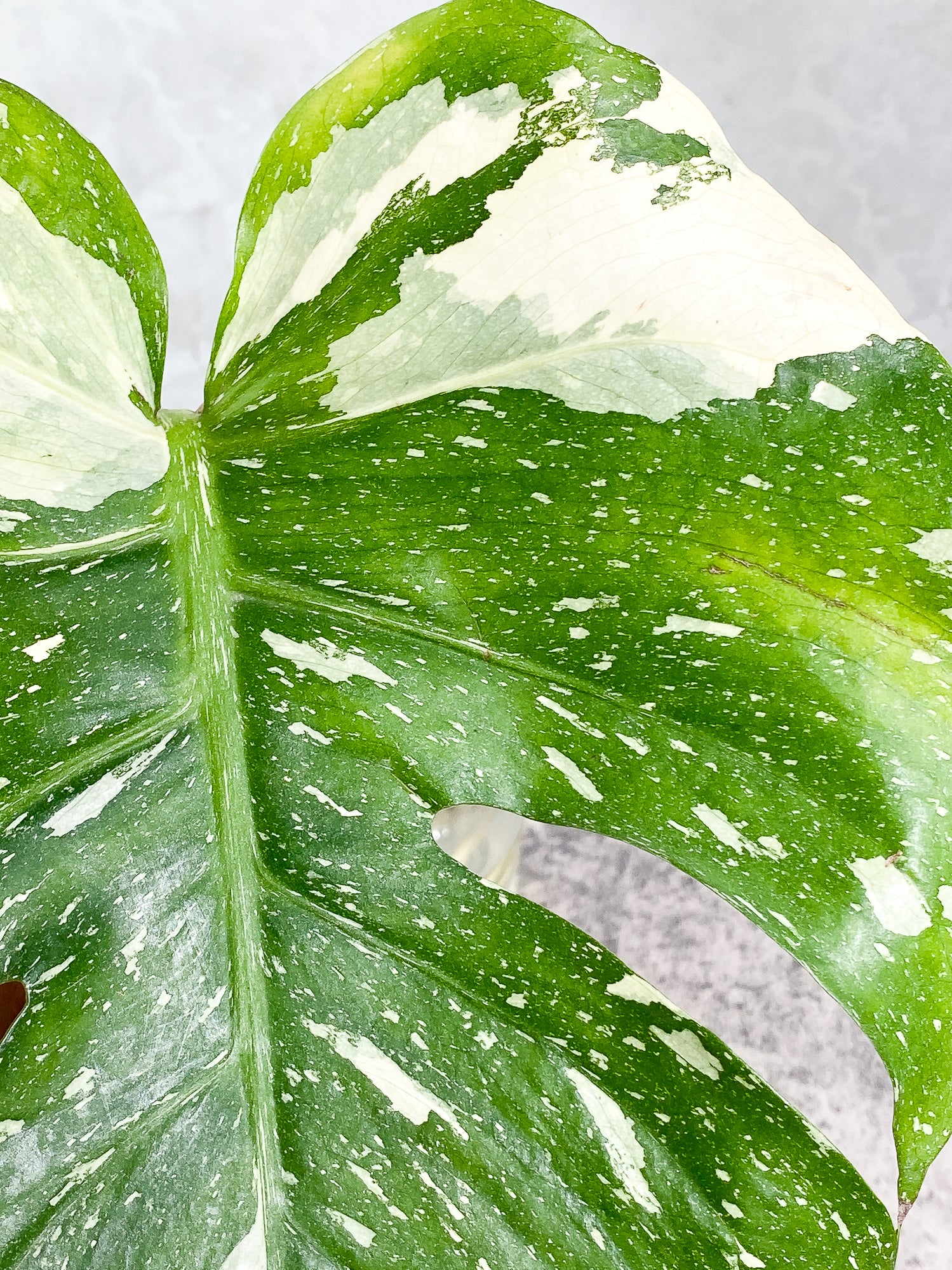 Monstera Thai Constellation 1 leaf Rooted Highly Variegated