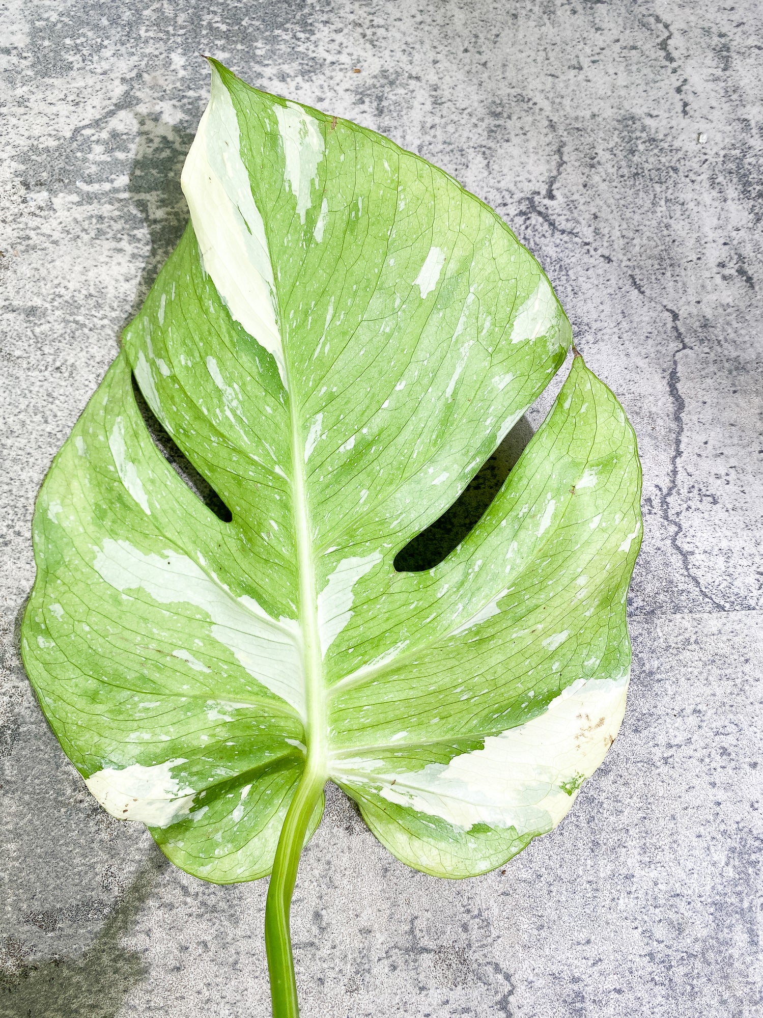 Monstera Thai Constellation 1 leaf Rooted Highly Variegated