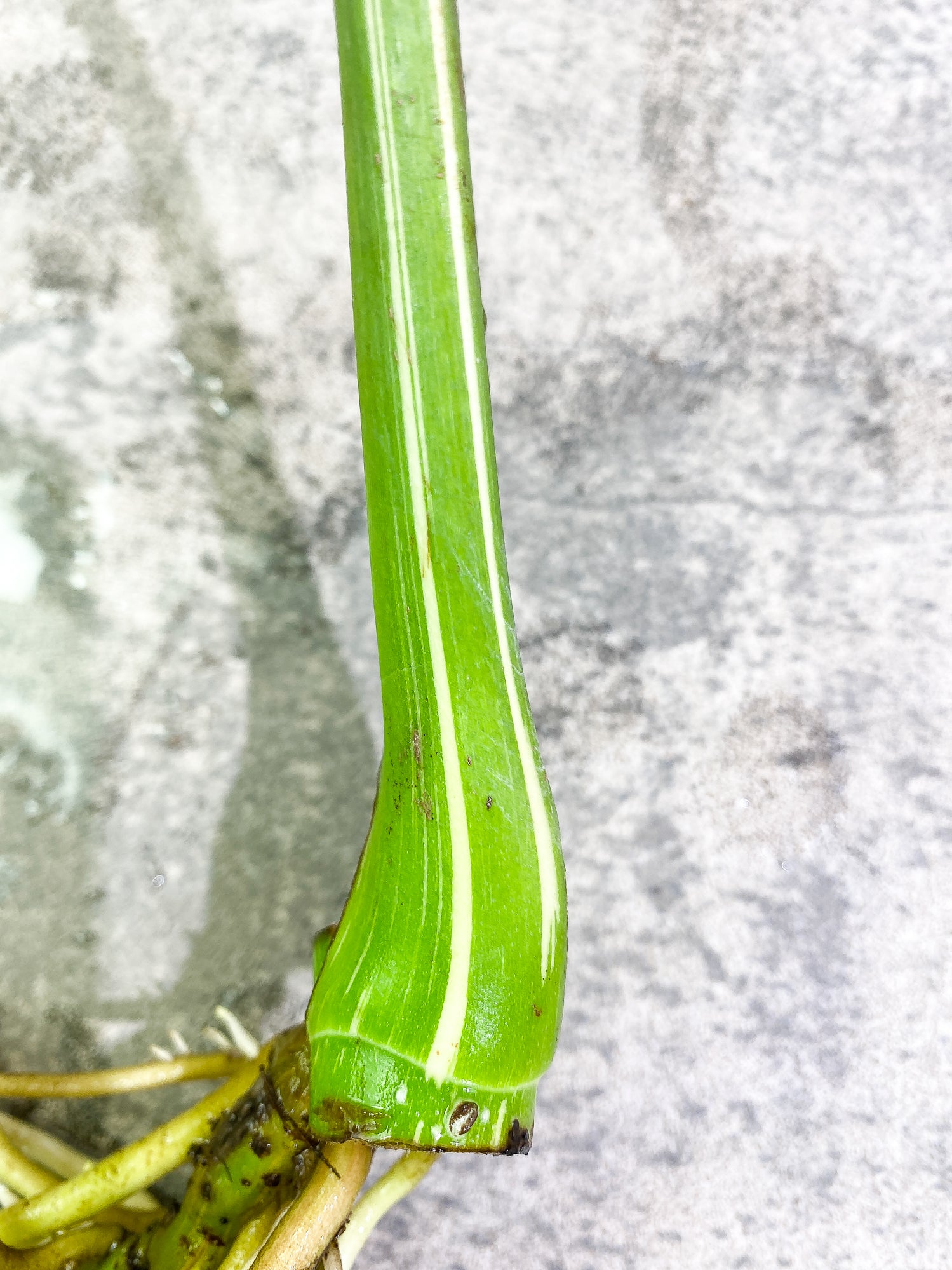 Monstera Thai Constellation 1 leaf Rooted Highly Variegated