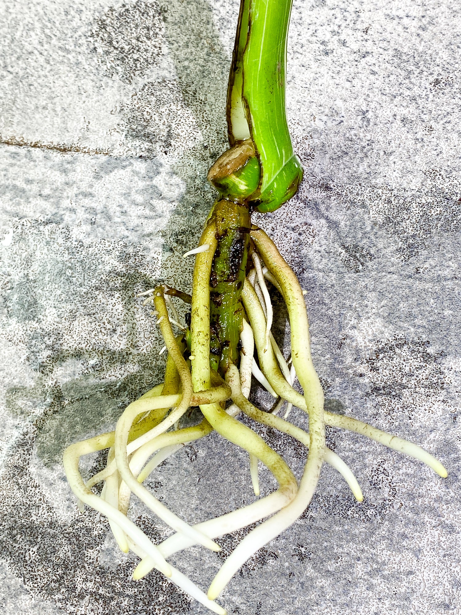 Monstera Thai Constellation 1 leaf Rooted Highly Variegated