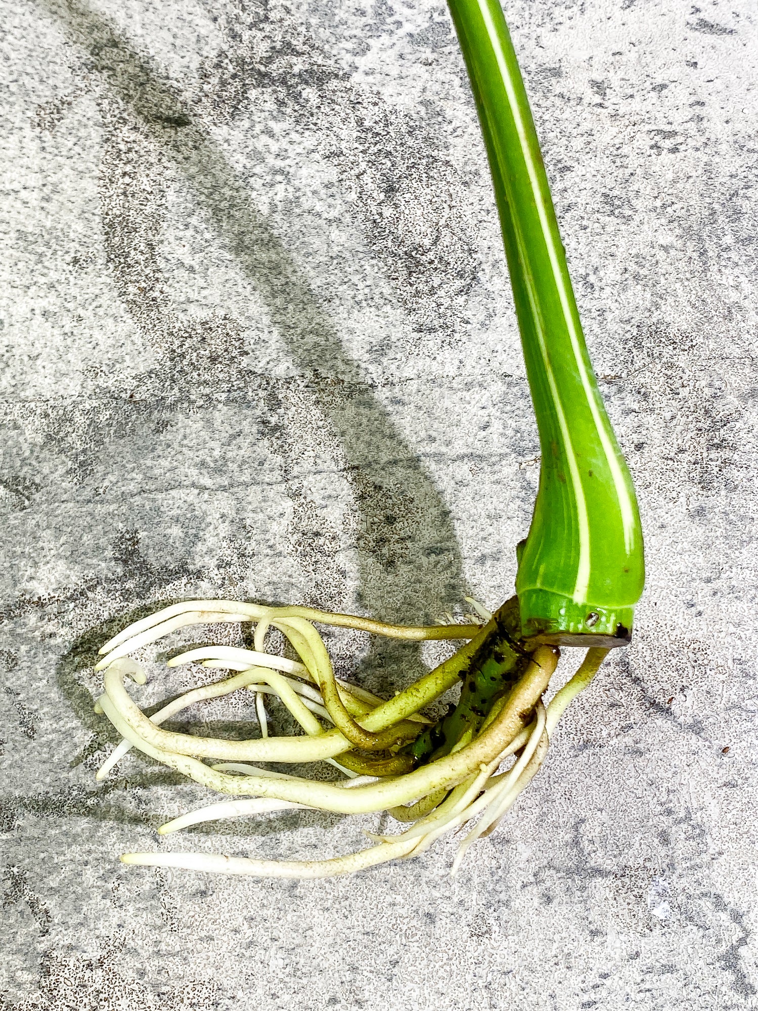 Monstera Thai Constellation 1 leaf Rooted Highly Variegated