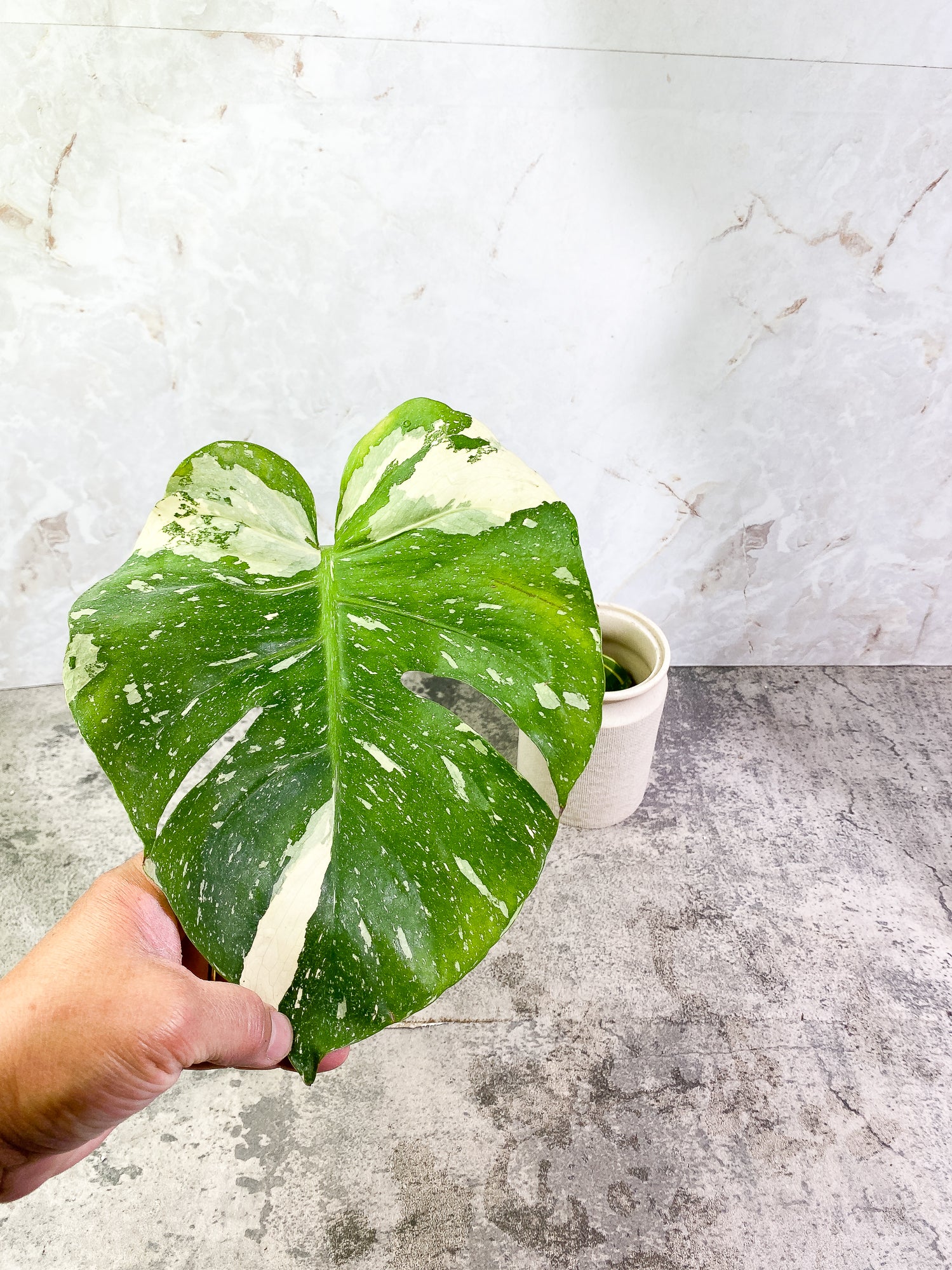 Monstera Thai Constellation 1 leaf Rooted Highly Variegated