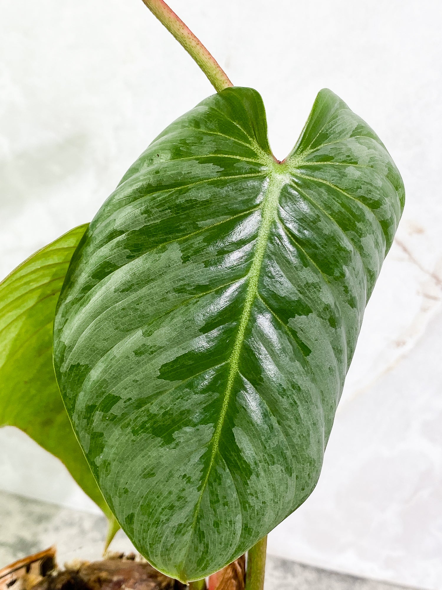 Philodendron Sodiroi 3 leaves 1 sprout fully rooted