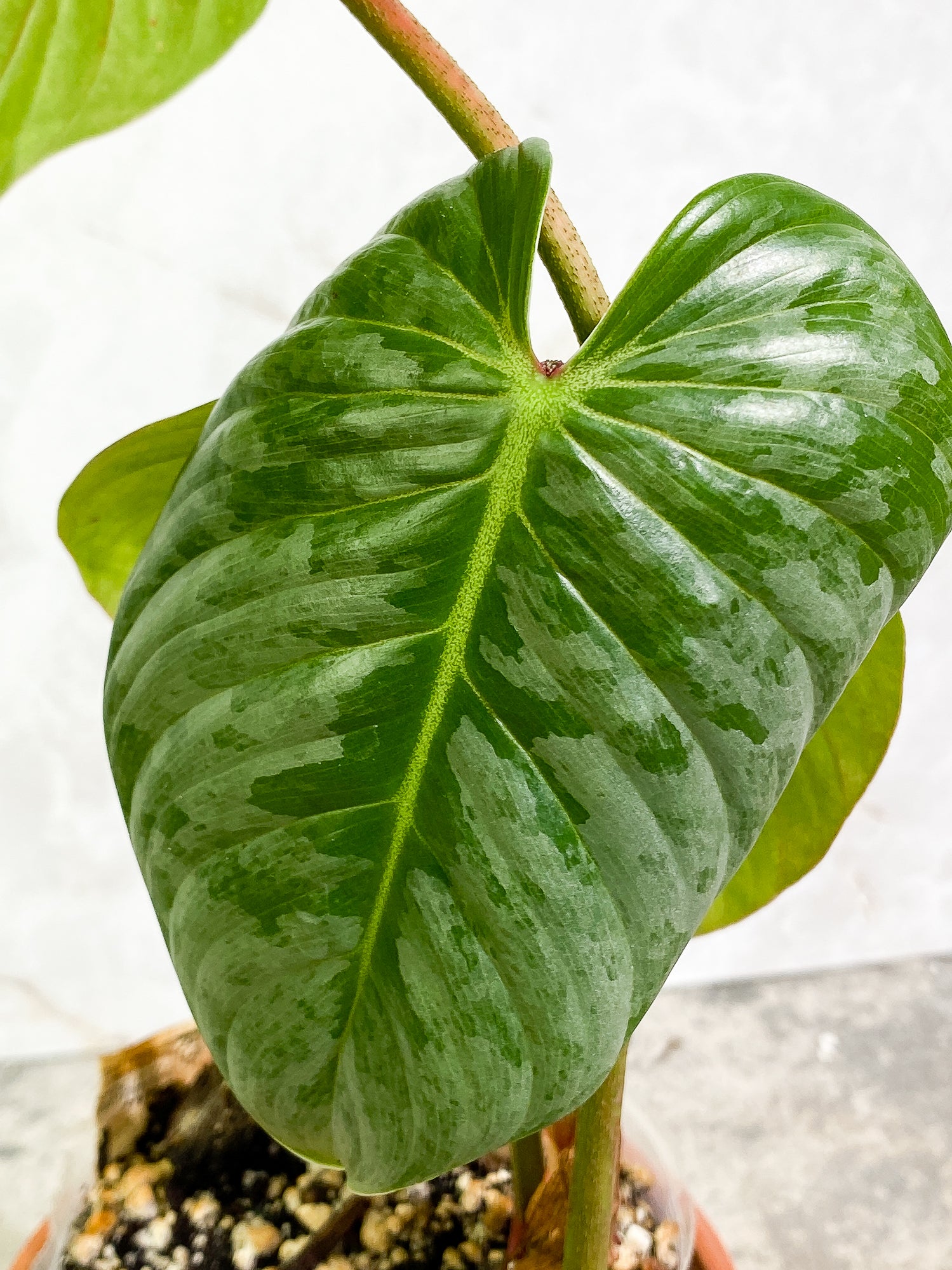 Philodendron Sodiroi 3 leaves 1 sprout fully rooted