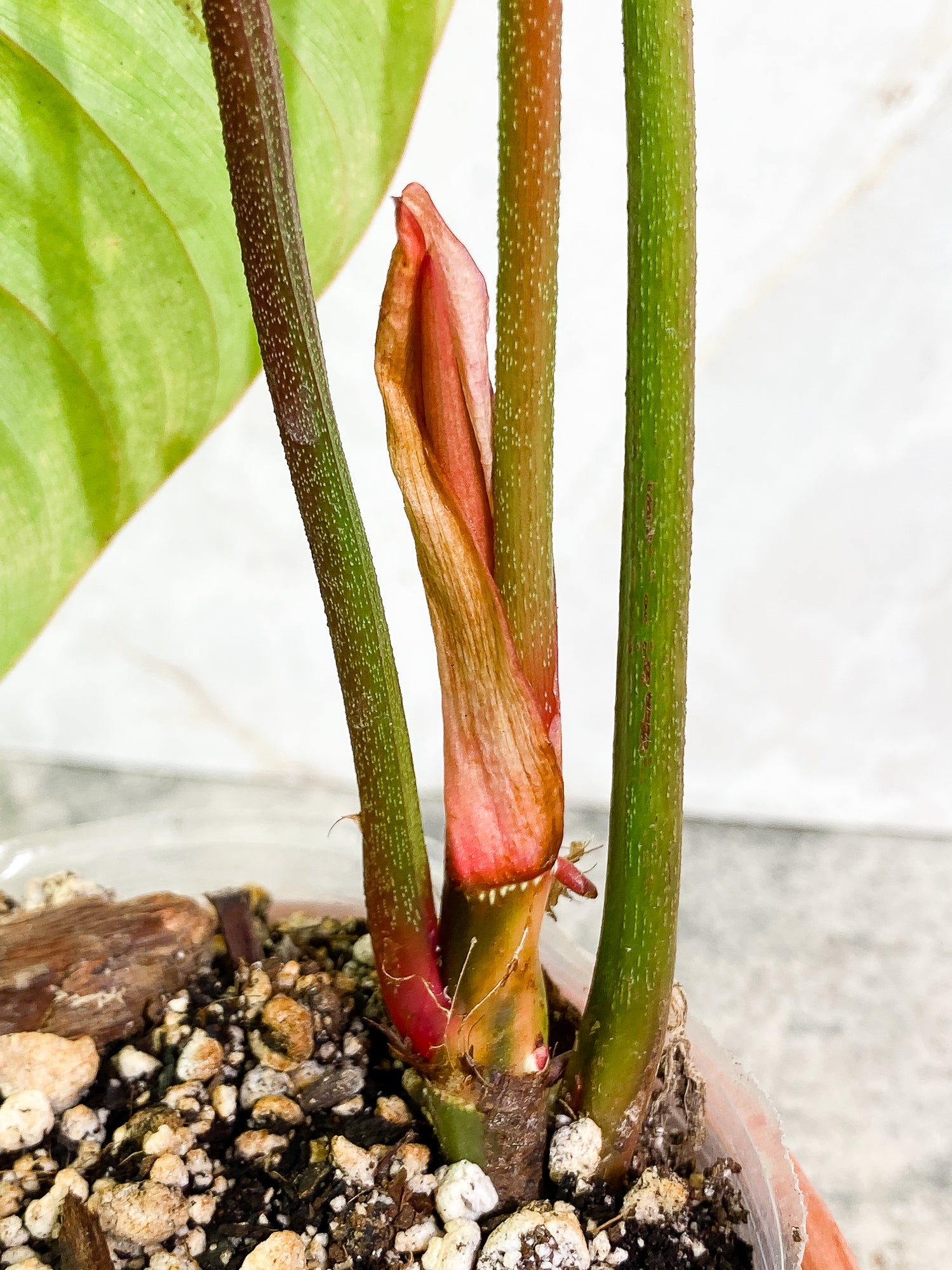 Philodendron Sodiroi 3 leaves 1 sprout fully rooted
