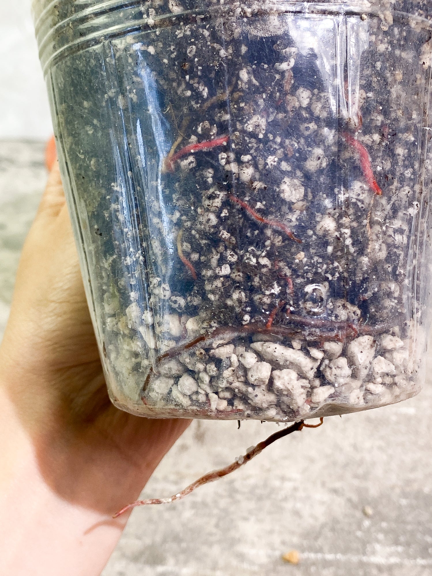 Philodendron Sodiroi 3 leaves 1 sprout fully rooted