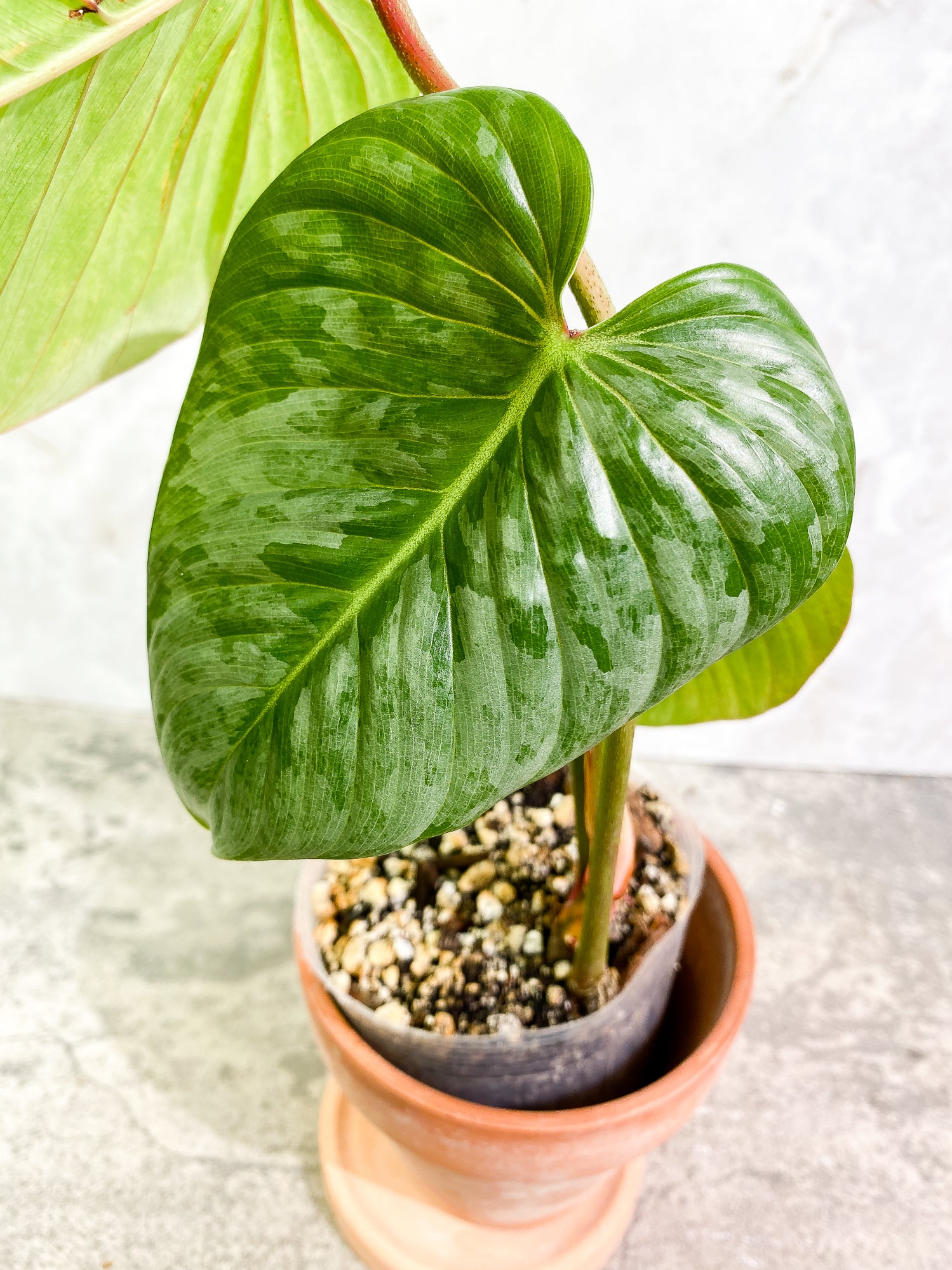 Philodendron Sodiroi 3 leaves 1 sprout fully rooted