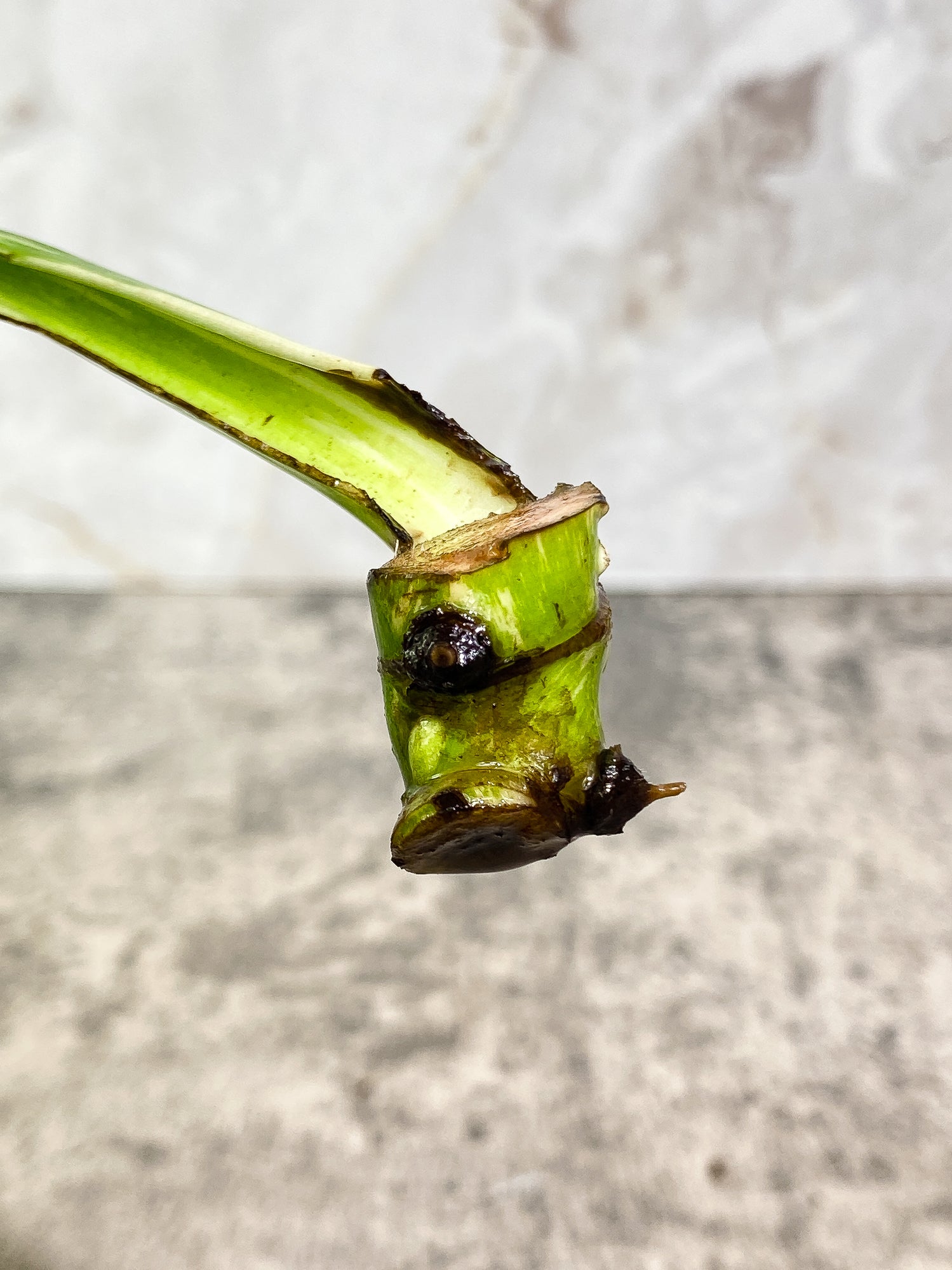 Monstera Thai Constellation 1 leaf unrooted cutting