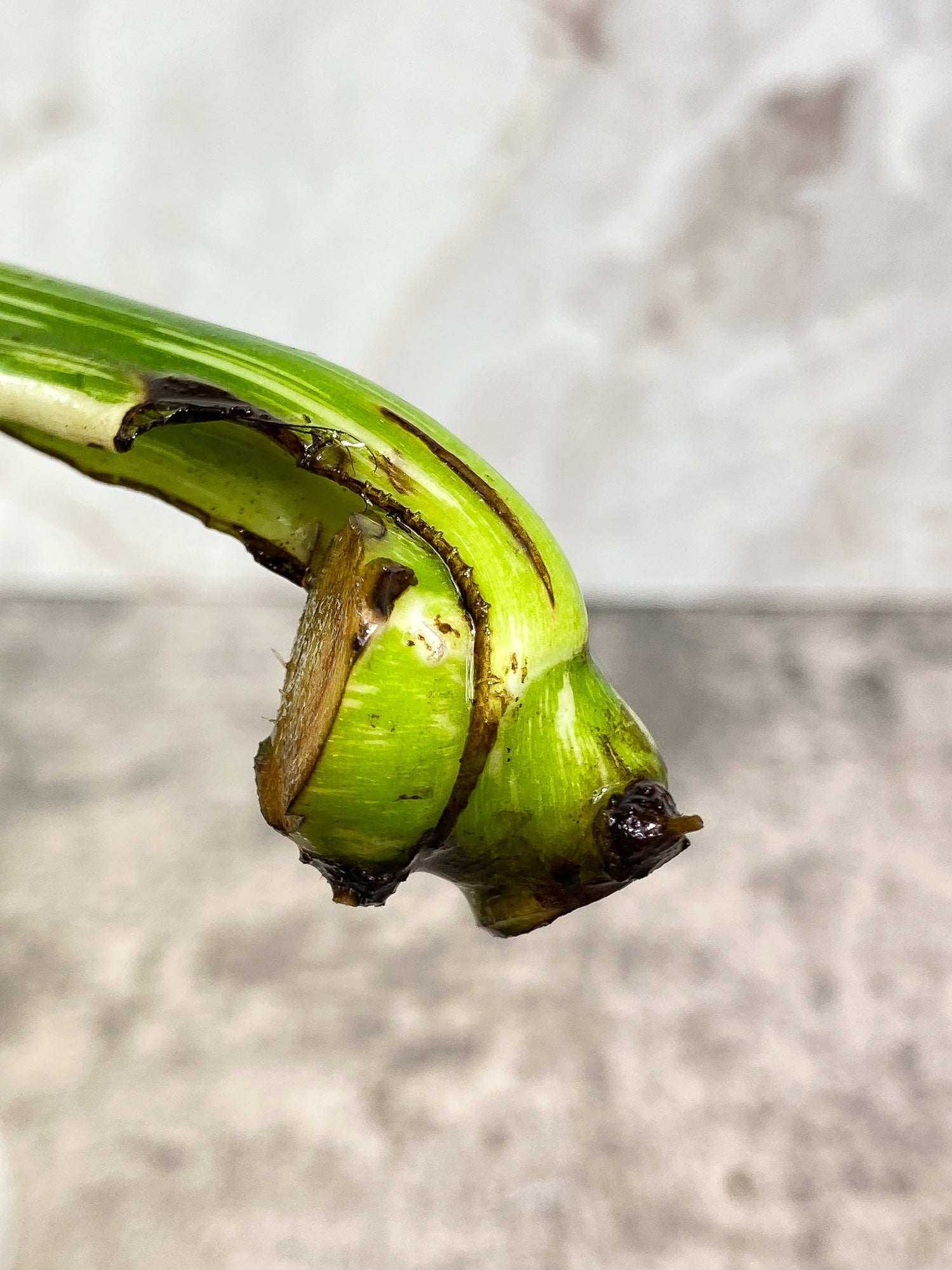 Monstera Thai Constellation 1 leaf unrooted cutting