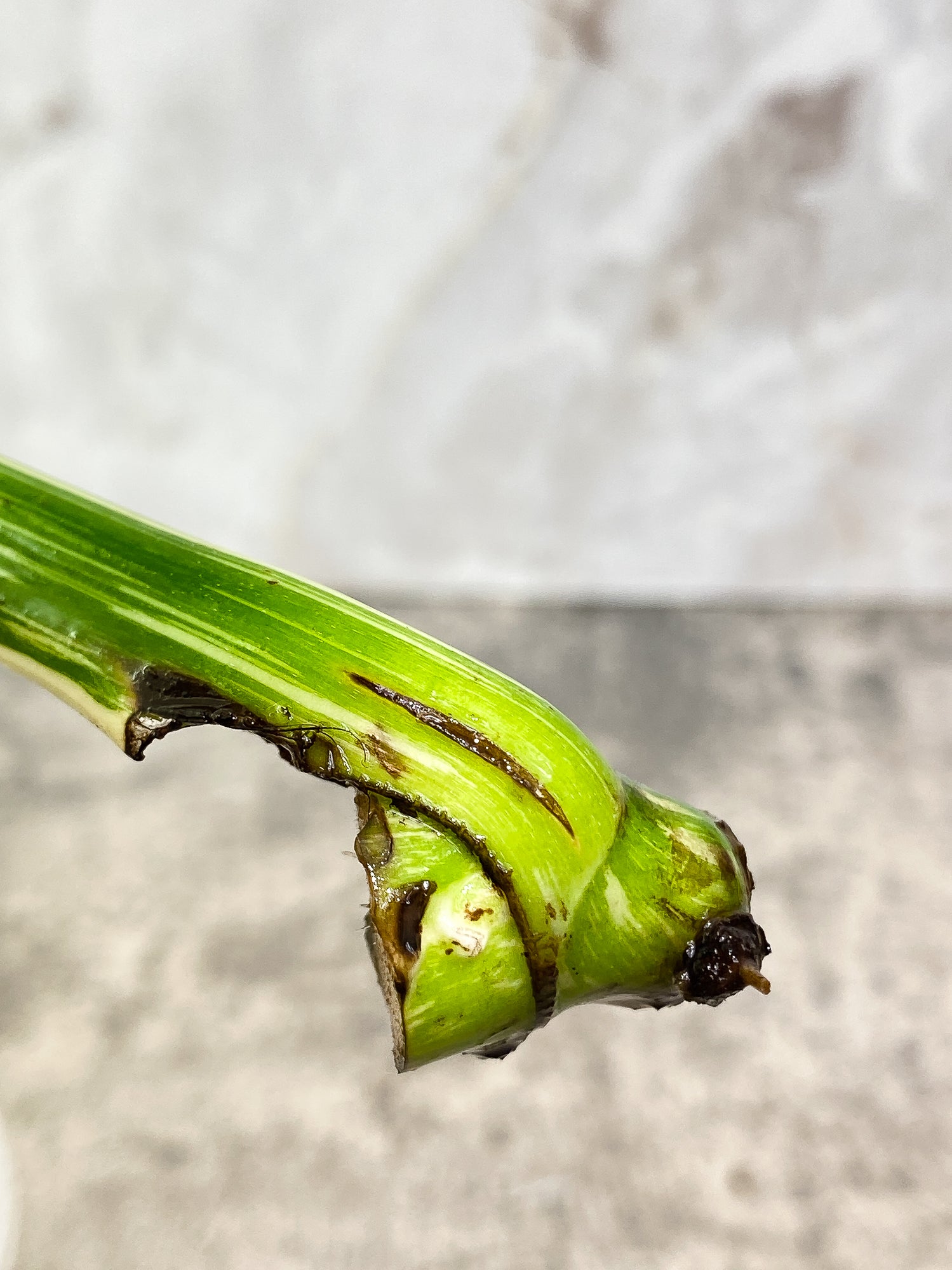 Monstera Thai Constellation 1 leaf unrooted cutting
