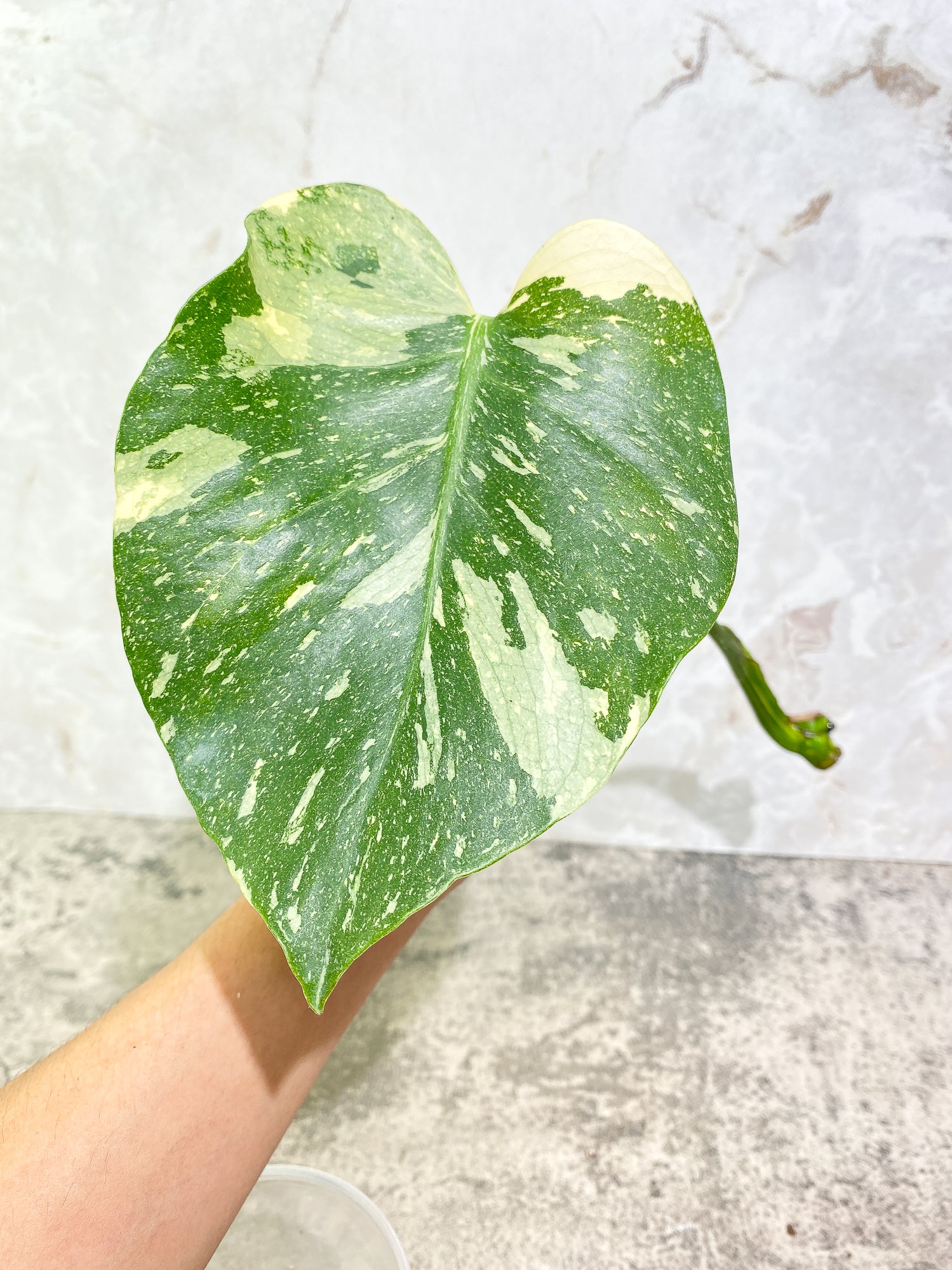 Monstera Thai Constellation 1 leaf unrooted cutting