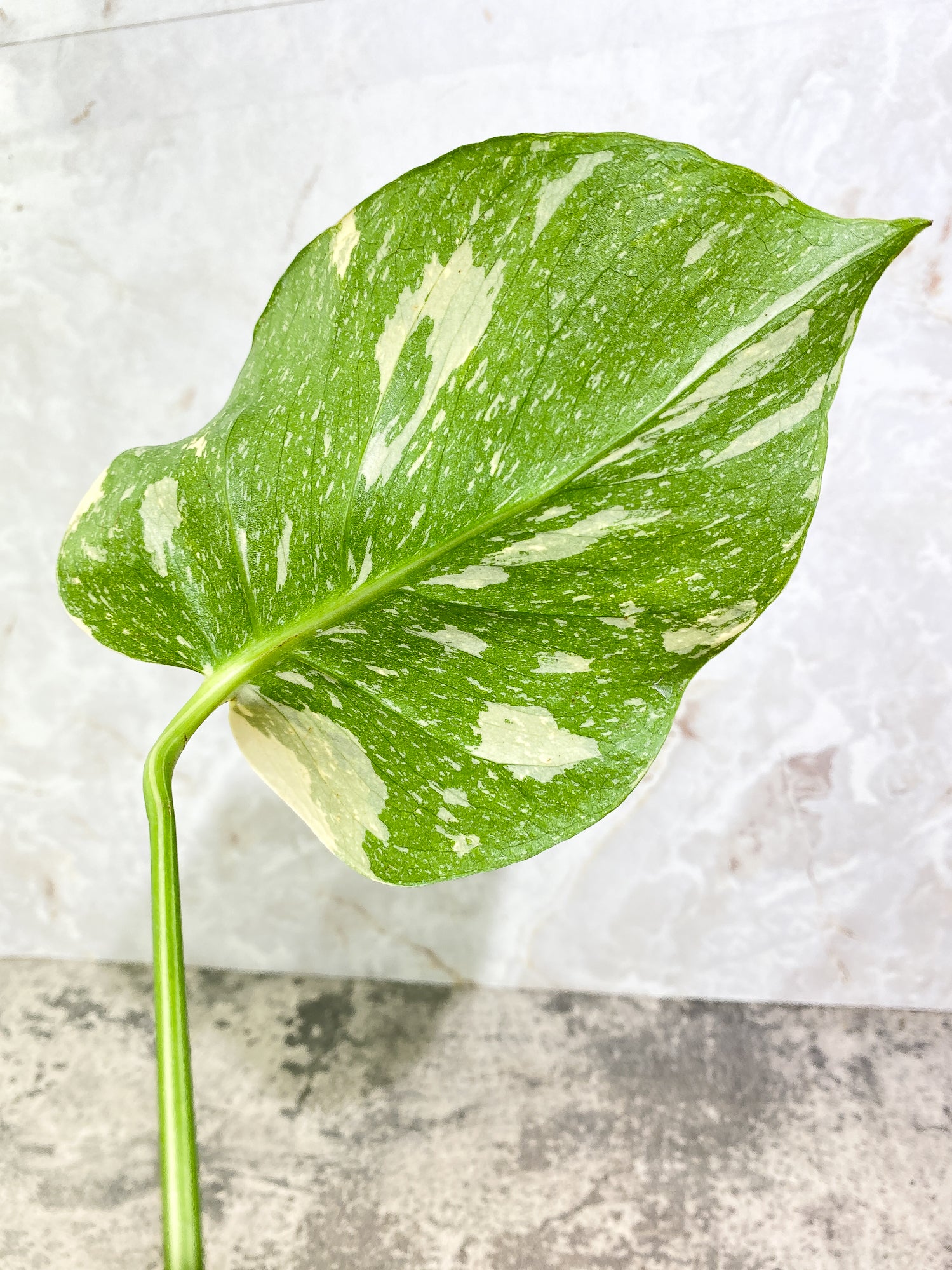 Monstera Thai Constellation 1 leaf unrooted cutting