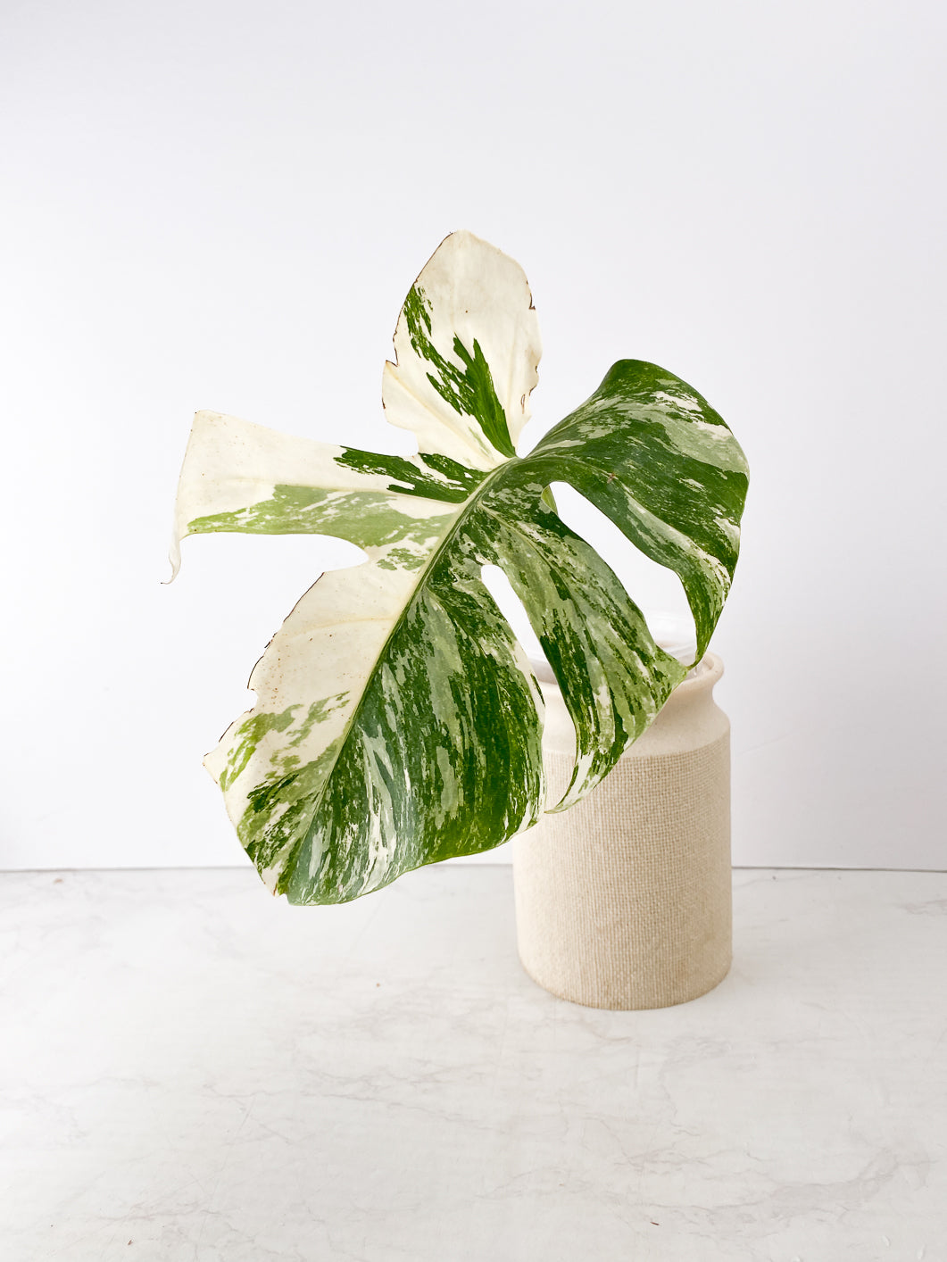 Monstera Albo Borsigiana White Tiger 1 leaf rooting