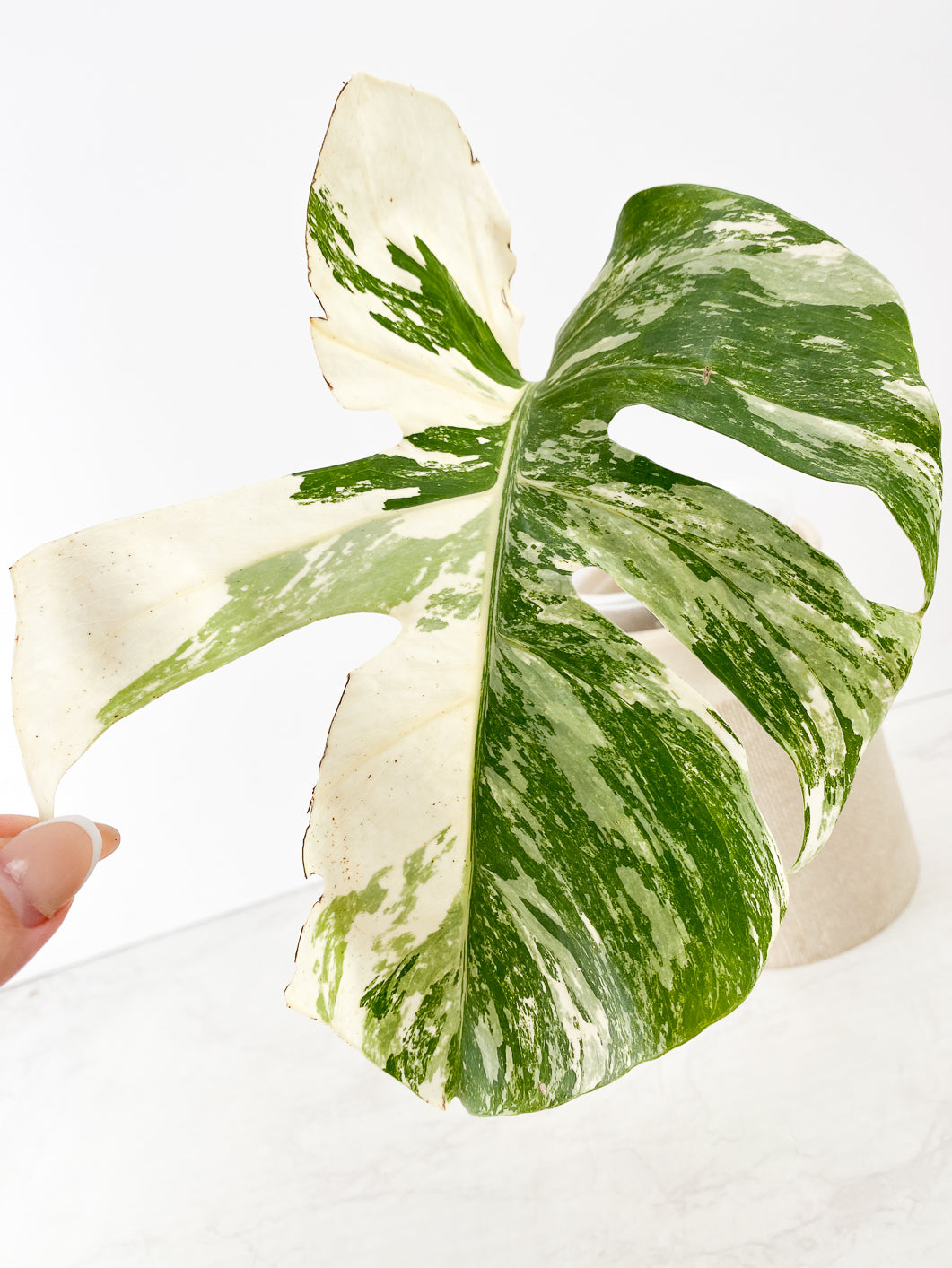 Monstera Albo Borsigiana White Tiger 1 leaf rooting