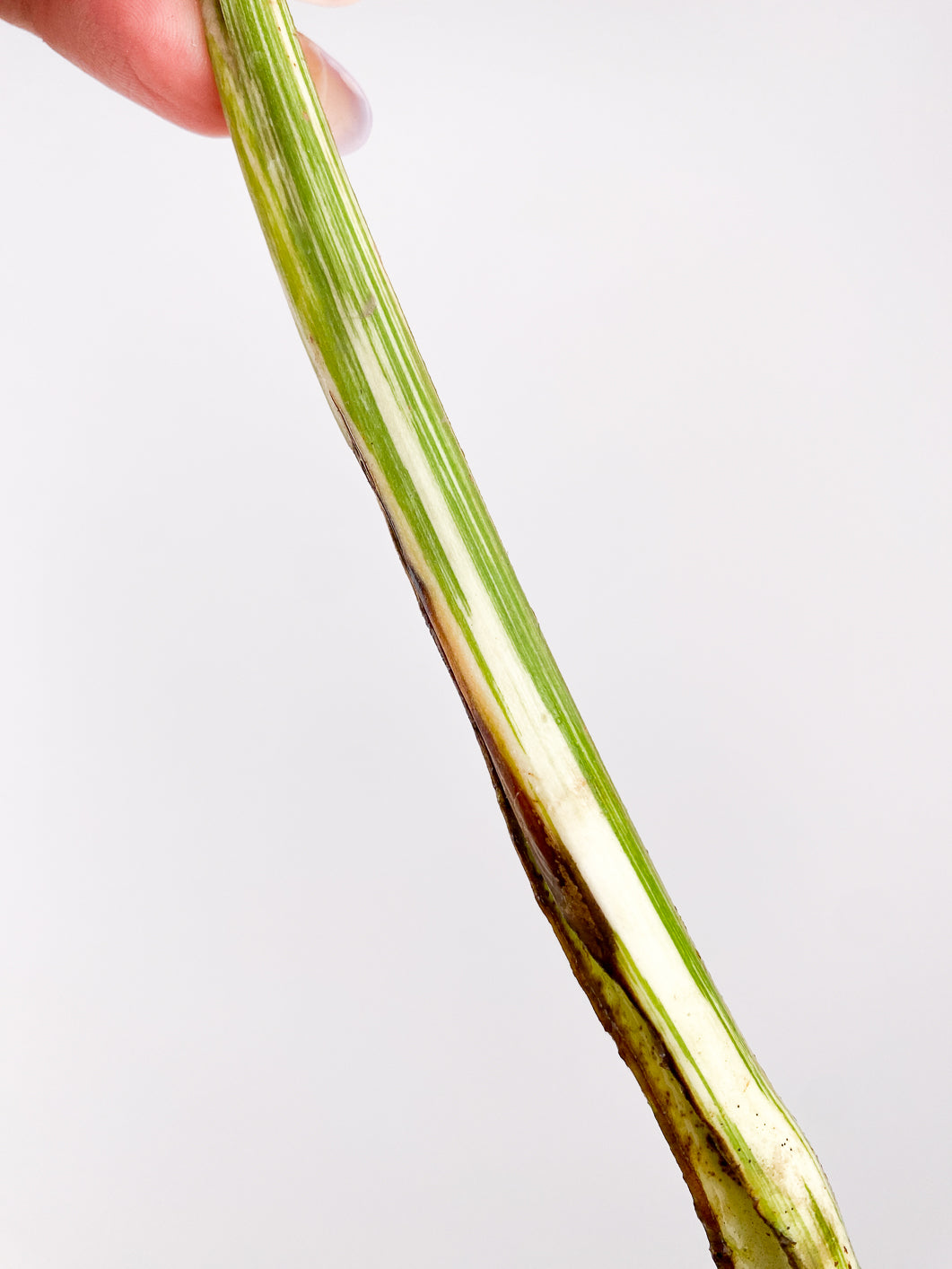 Monstera Albo Borsigiana White Tiger 1 leaf rooting