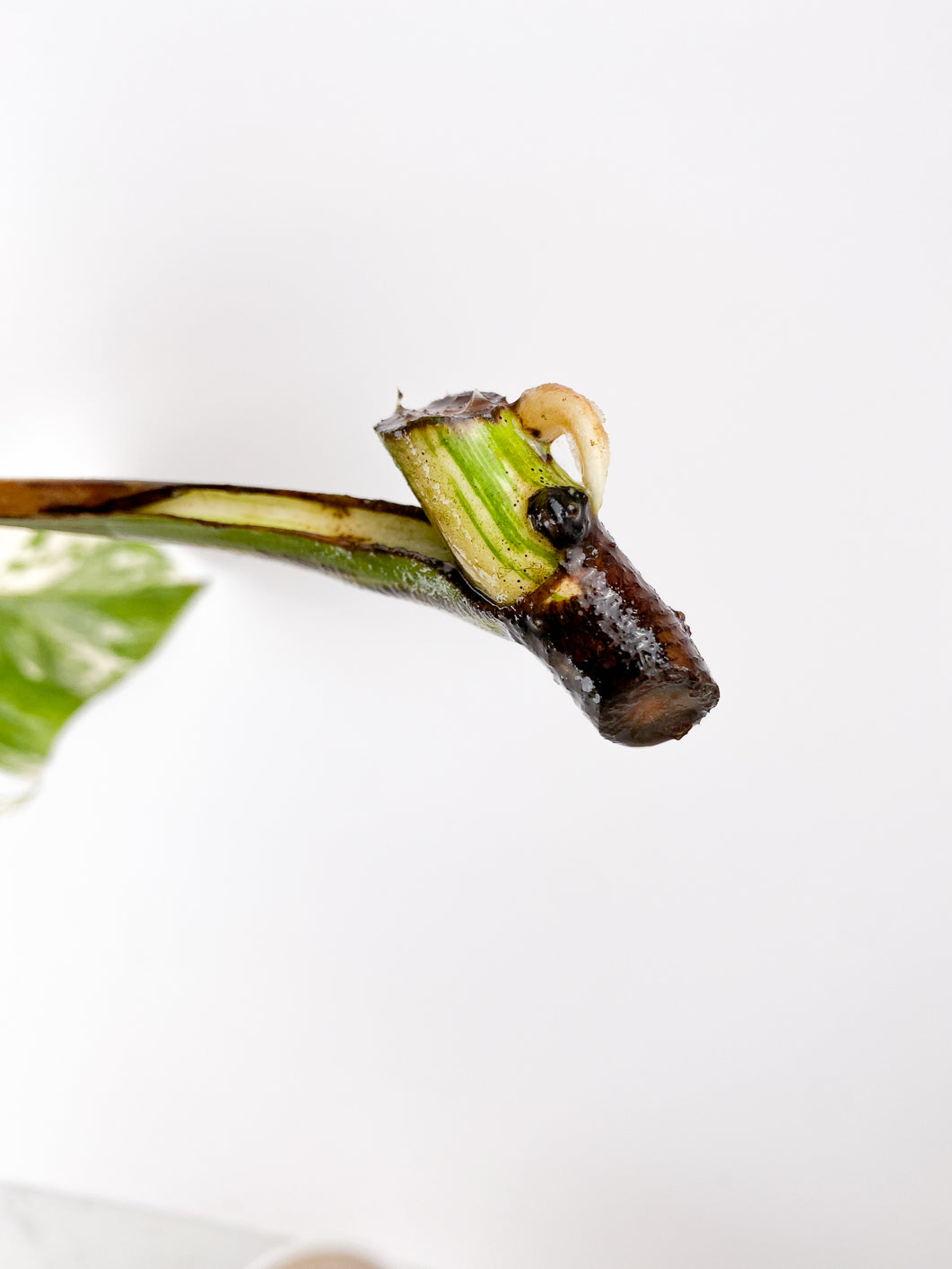 Monstera Albo Borsigiana White Tiger 1 leaf rooting