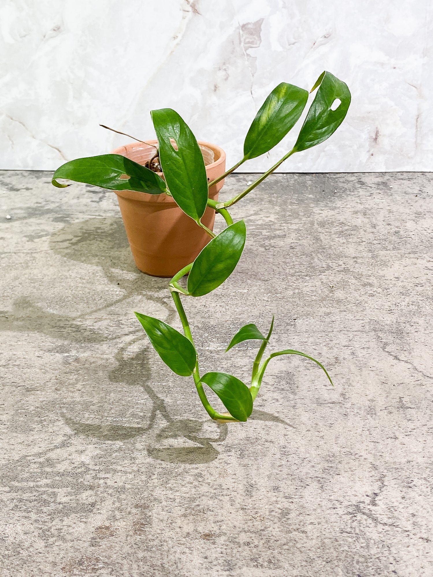 Rhaphidophora versteegi 9 leaves 1 sprout slightly rooted