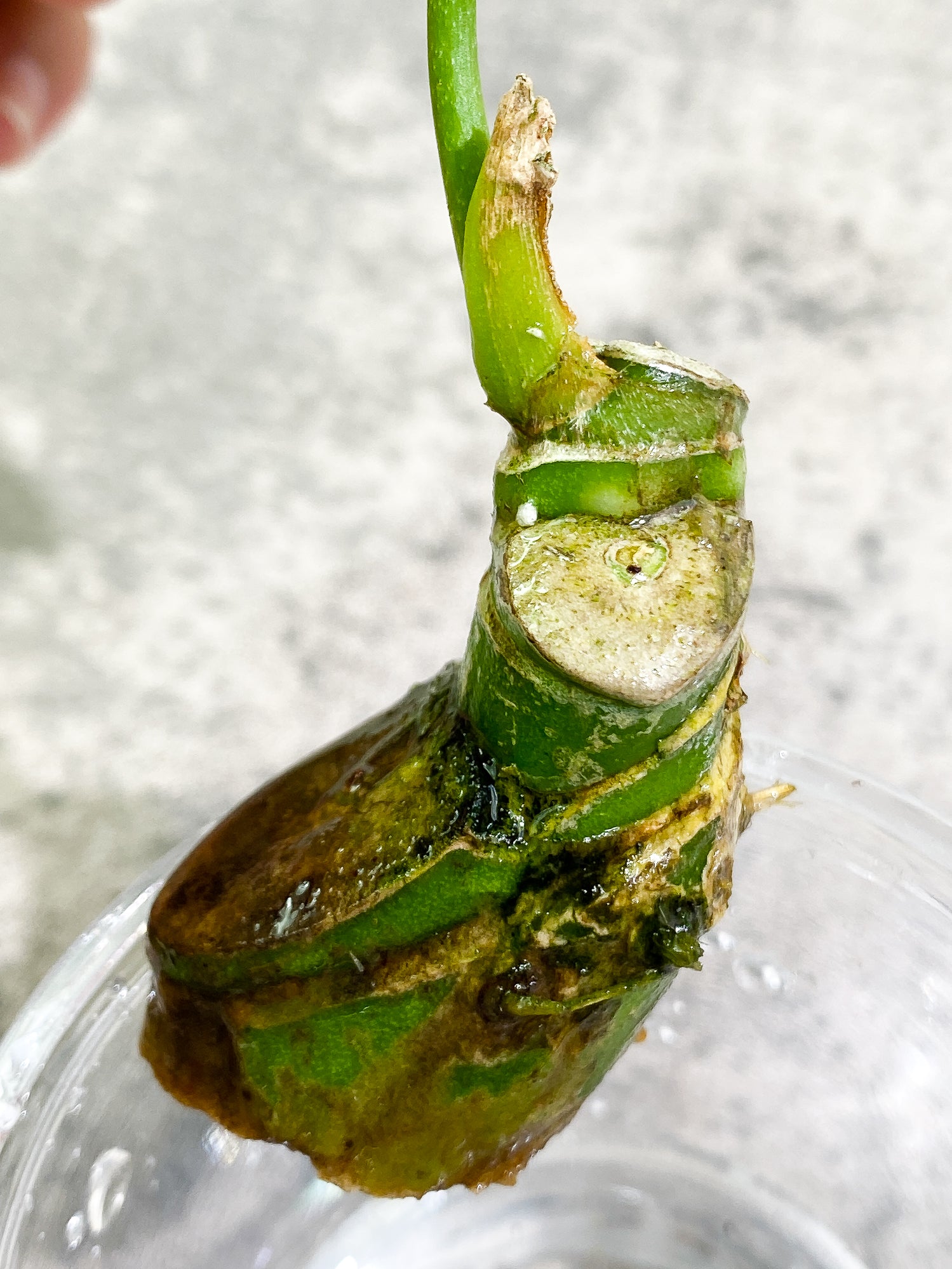 Anthurium Cirinoi unrooted chonk with 1 leaf and 1 extra small sprout