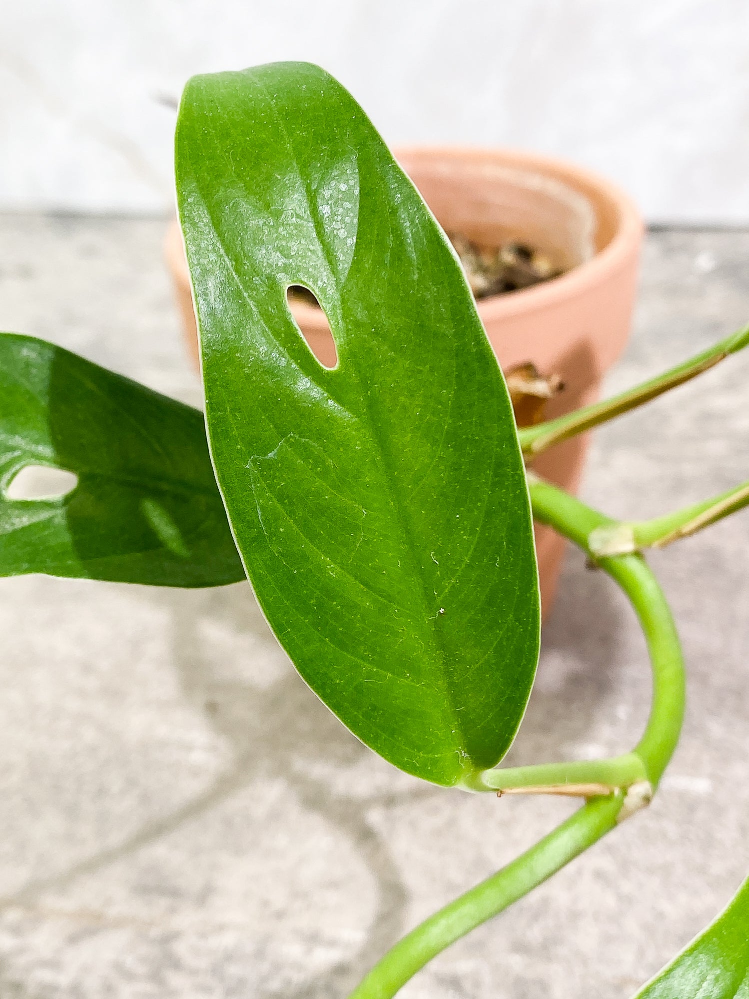 Rhaphidophora versteegi 9 leaves 1 sprout slightly rooted