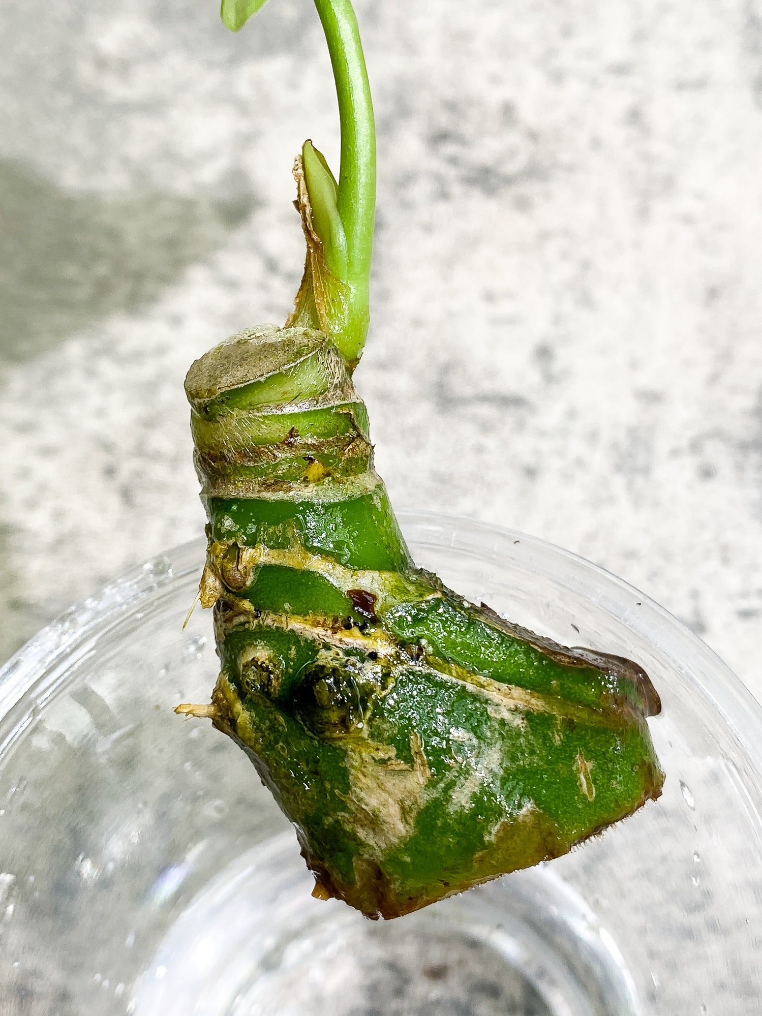 Anthurium Cirinoi unrooted chonk with 1 leaf and 1 extra small sprout