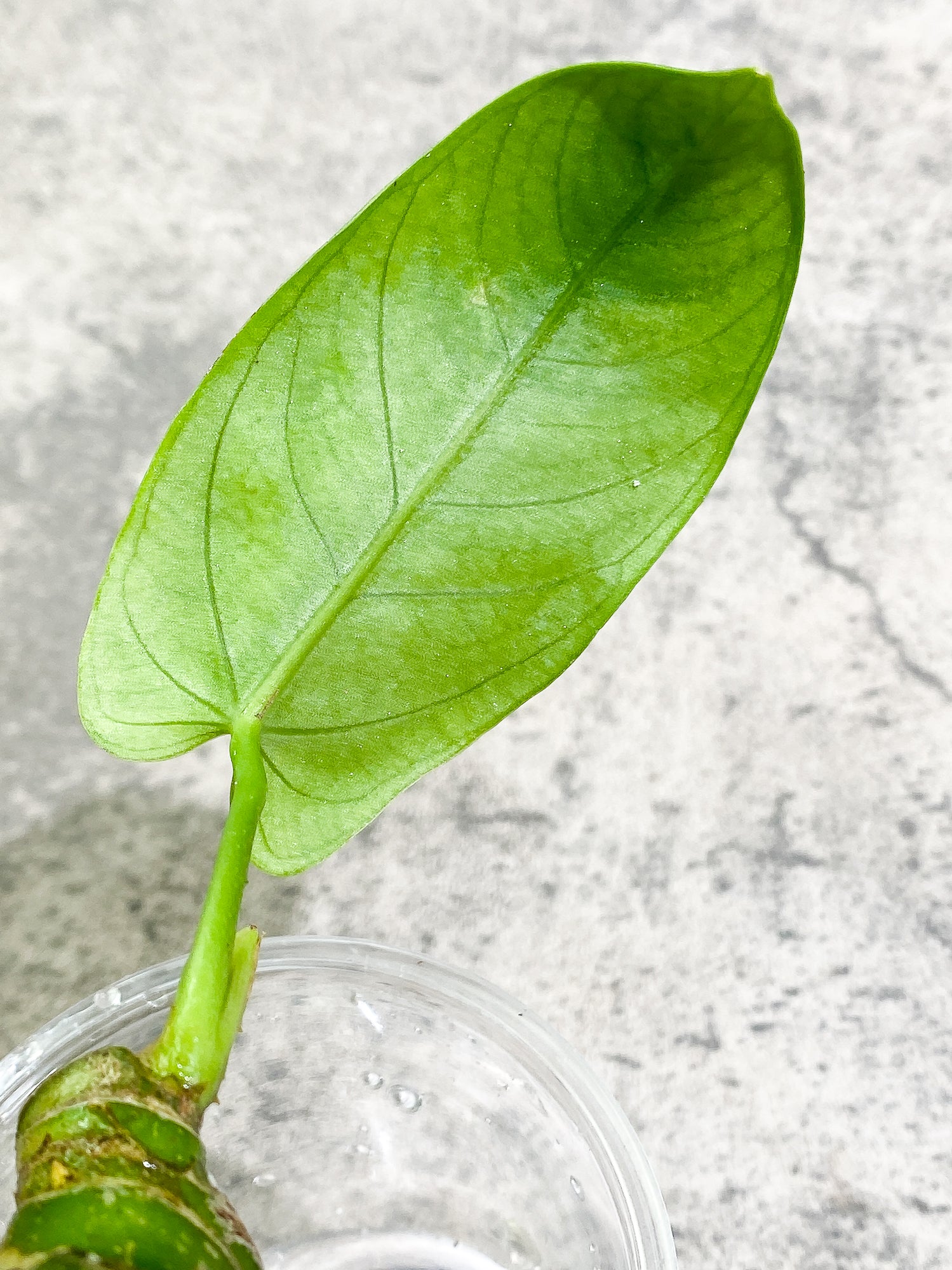 Anthurium Cirinoi unrooted chonk with 1 leaf and 1 extra small sprout