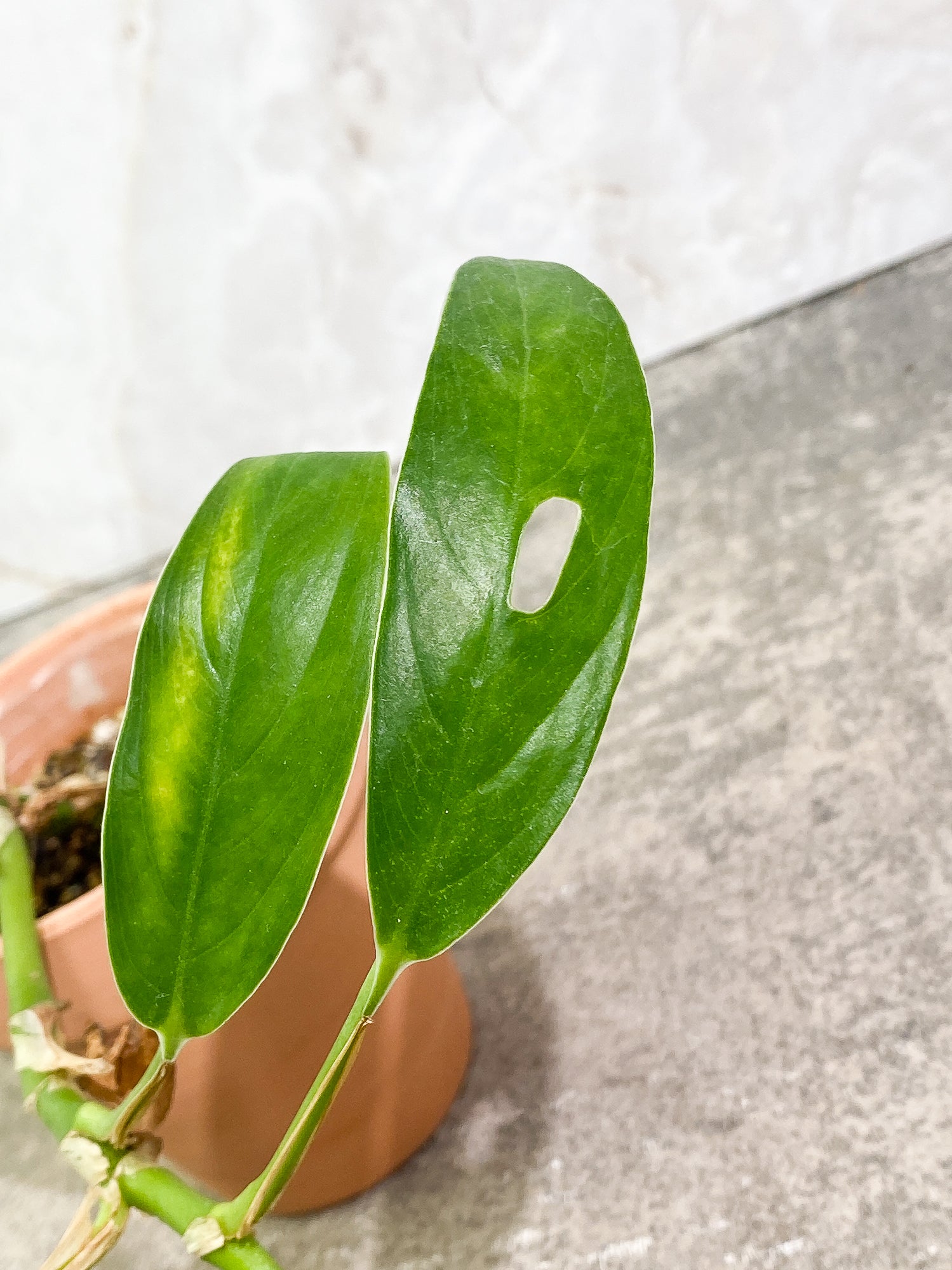 Rhaphidophora versteegi 9 leaves 1 sprout slightly rooted