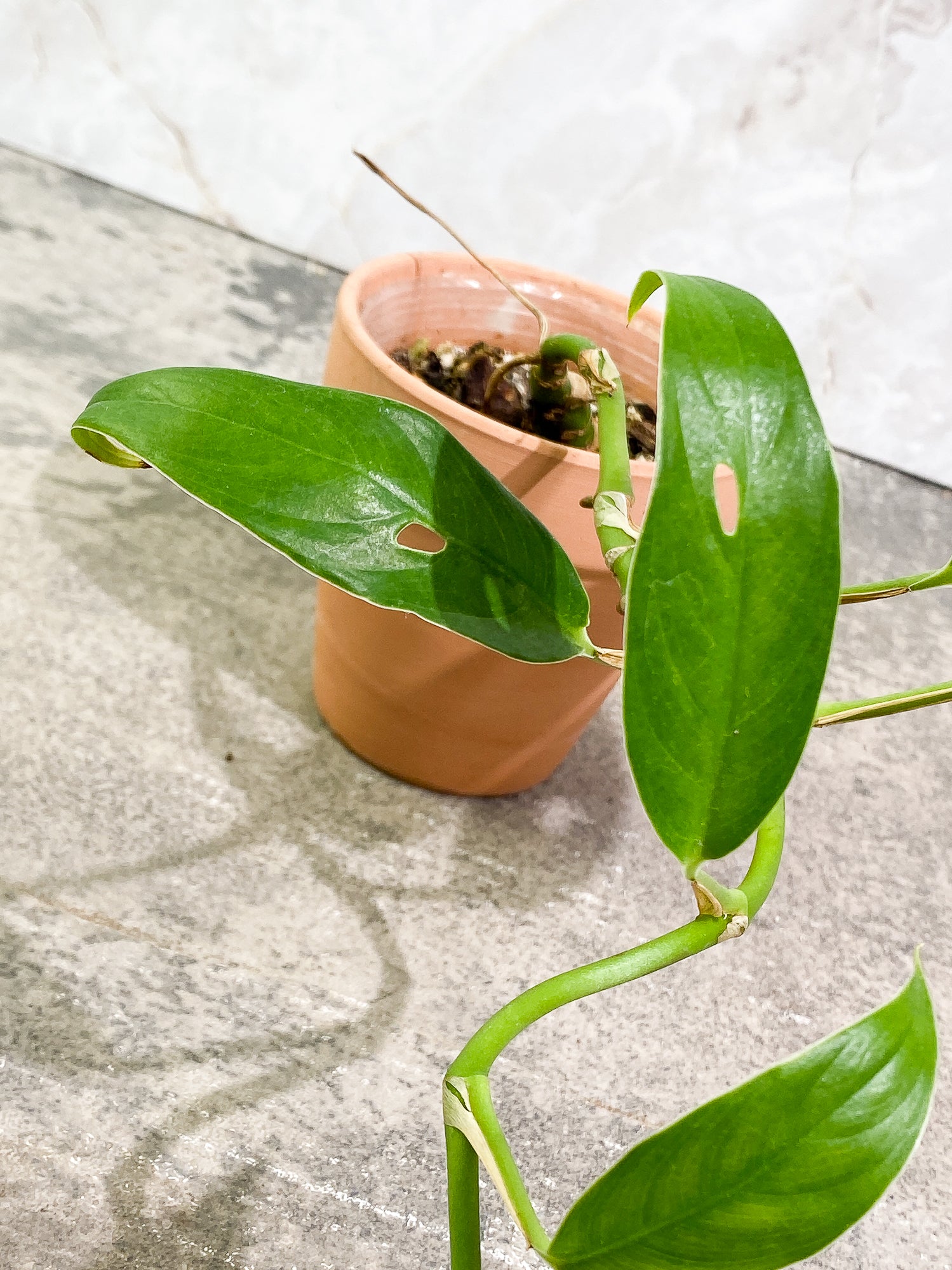 Rhaphidophora versteegi 9 leaves 1 sprout slightly rooted