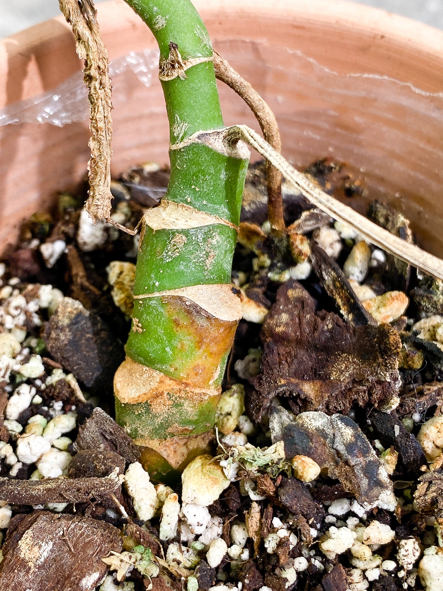 Rhaphidophora versteegi 9 leaves 1 sprout slightly rooted