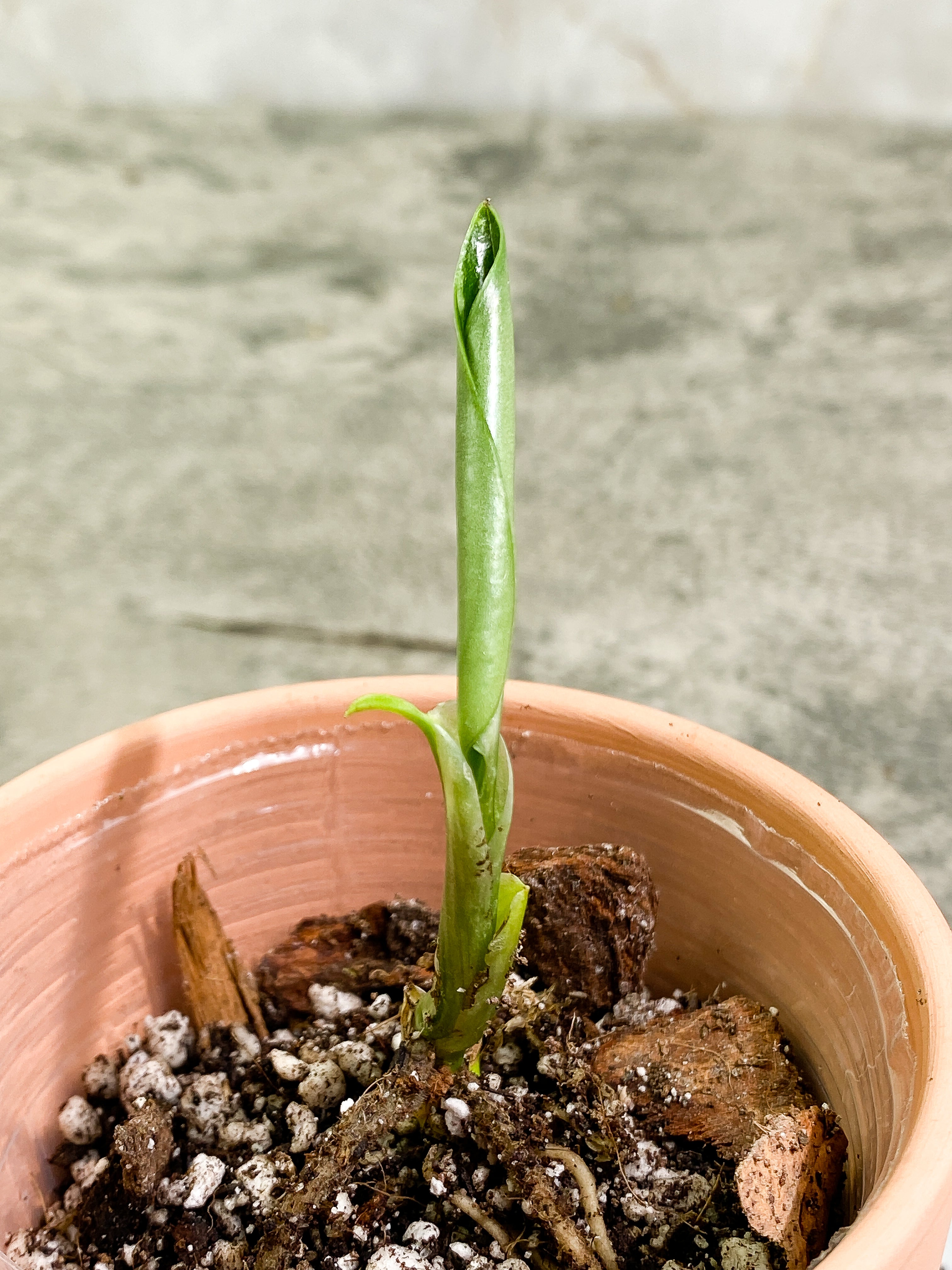 Monstera Standleyana Aurea unfurling leaf rooted