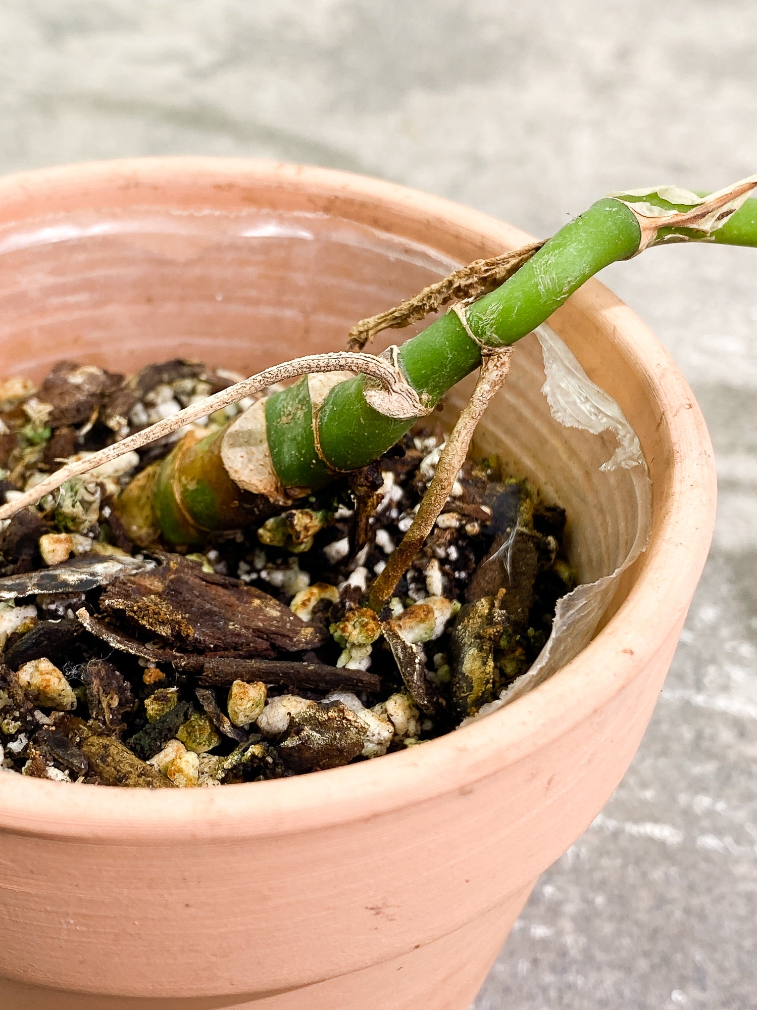 Rhaphidophora versteegi 9 leaves 1 sprout slightly rooted