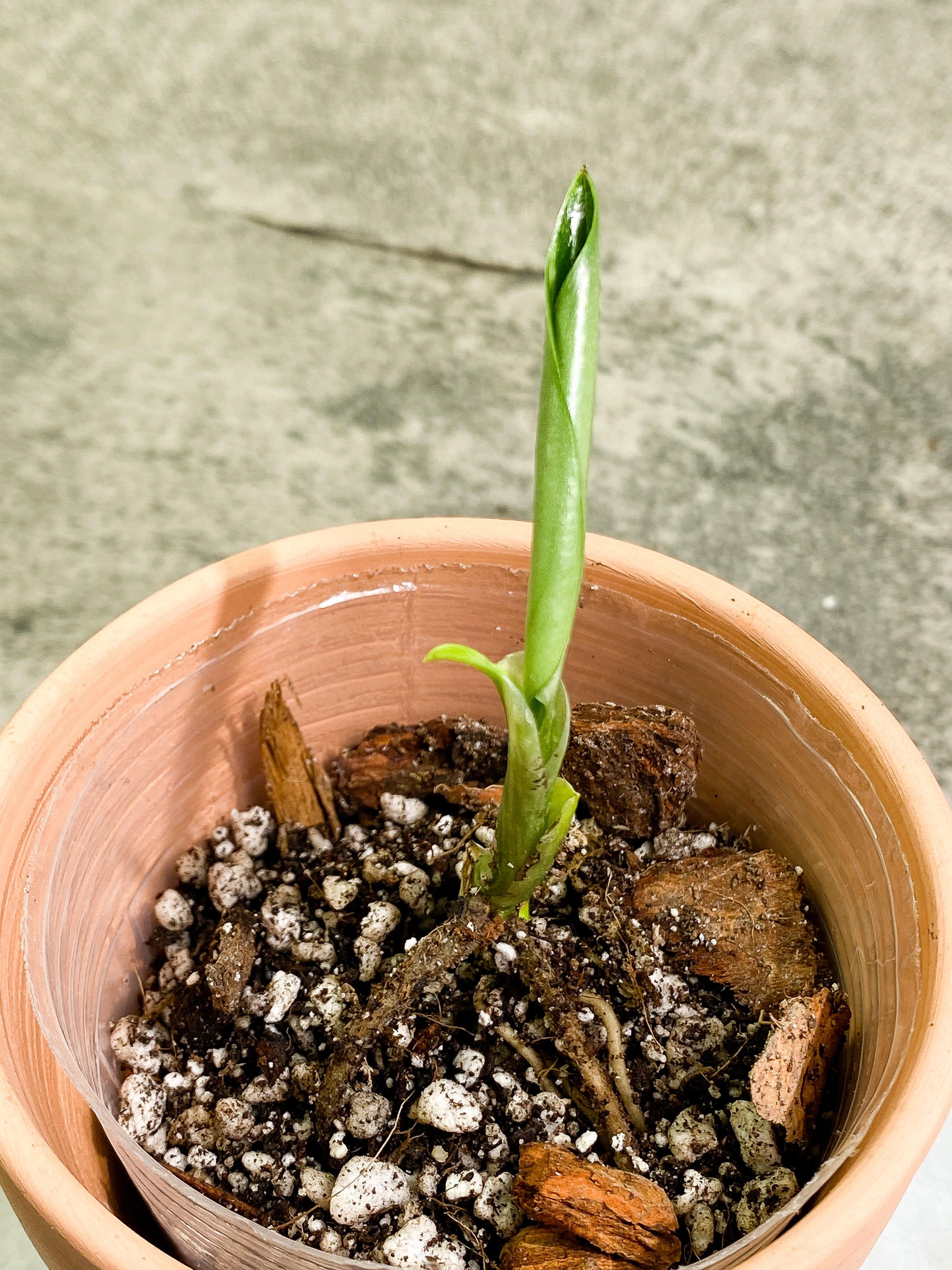 Monstera Standleyana Aurea unfurling leaf rooted