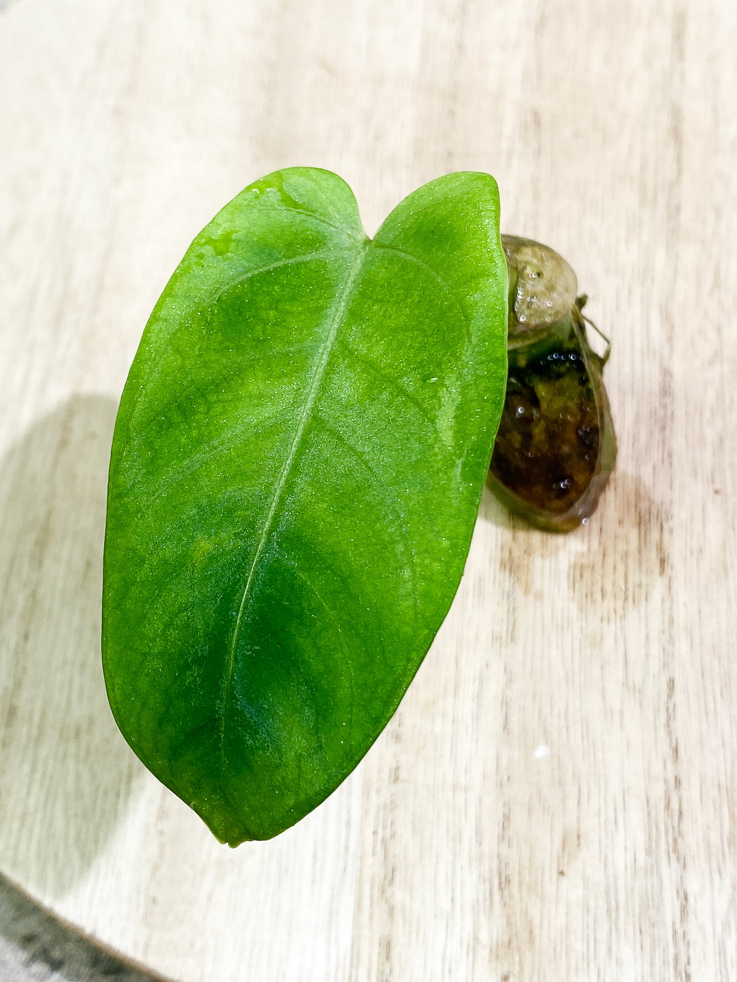 Anthurium Cirinoi unrooted chonk with 1 leaf and 1 extra small sprout