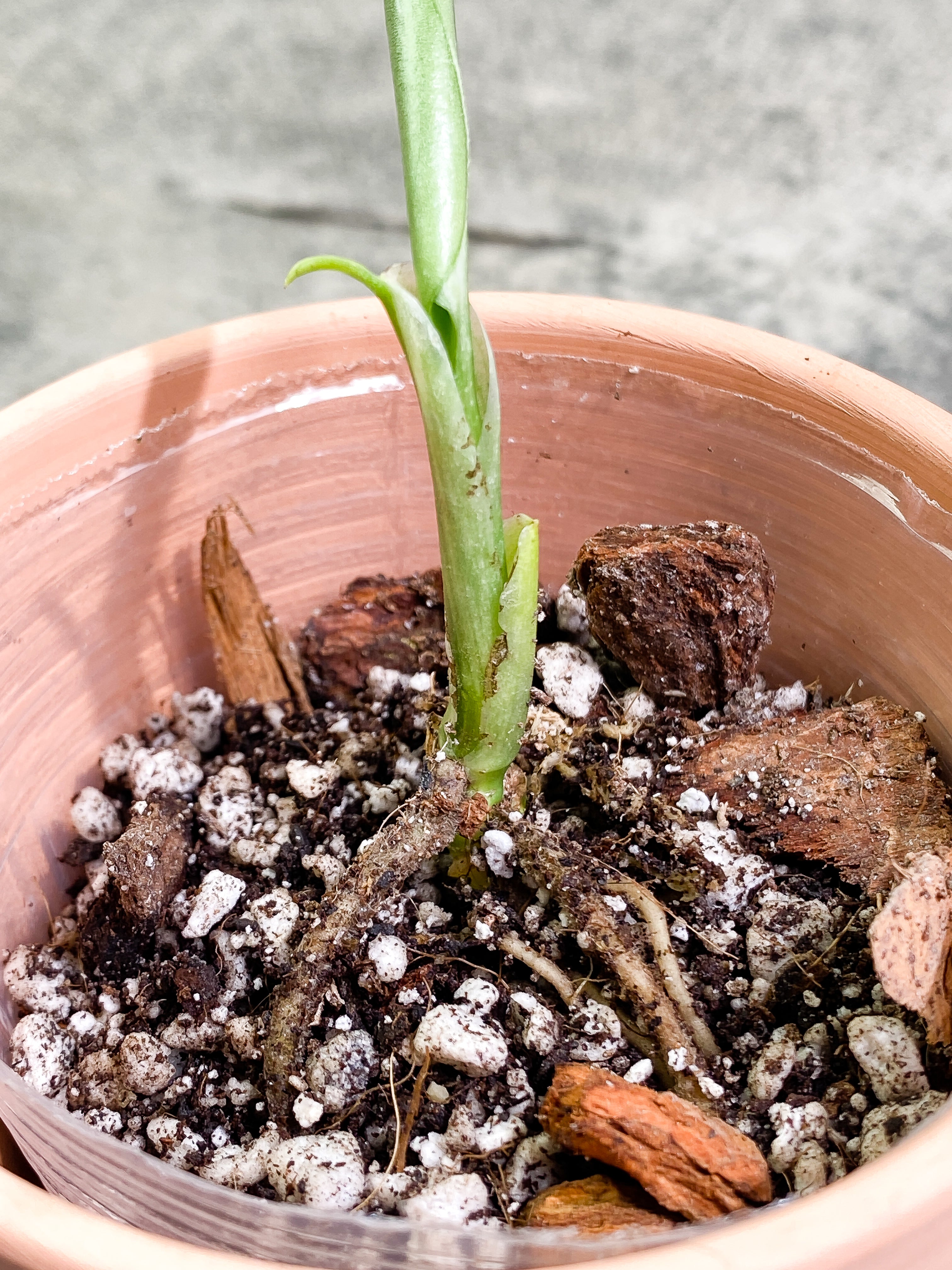 Monstera Standleyana Aurea unfurling leaf rooted