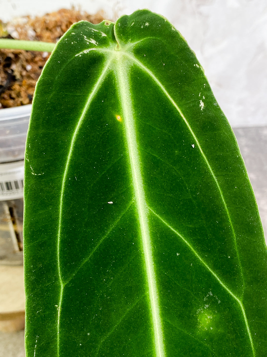 Anthurium Warocqueanum Dark super narrow Rooted – Leafy