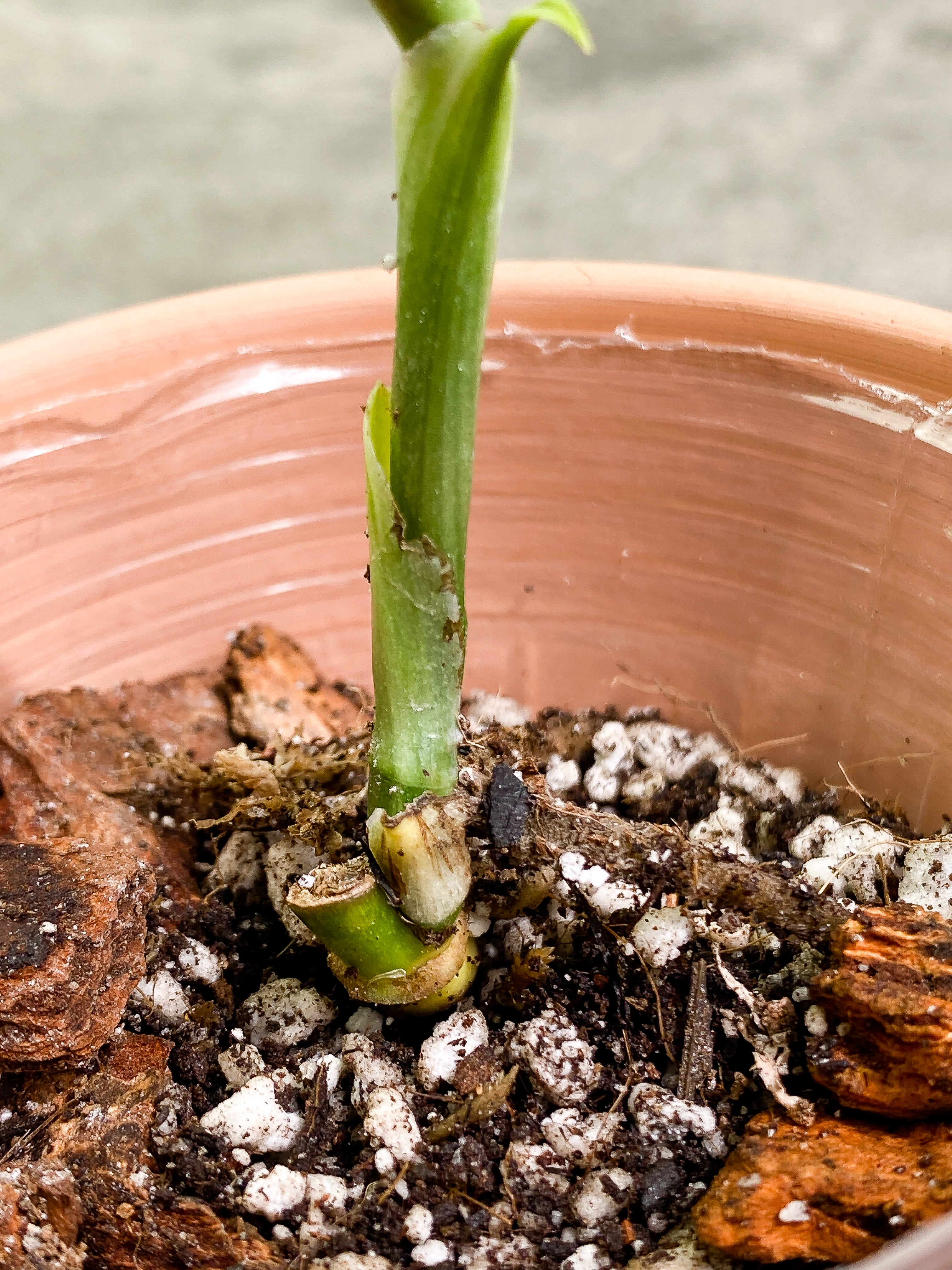 Monstera Standleyana Aurea unfurling leaf rooted