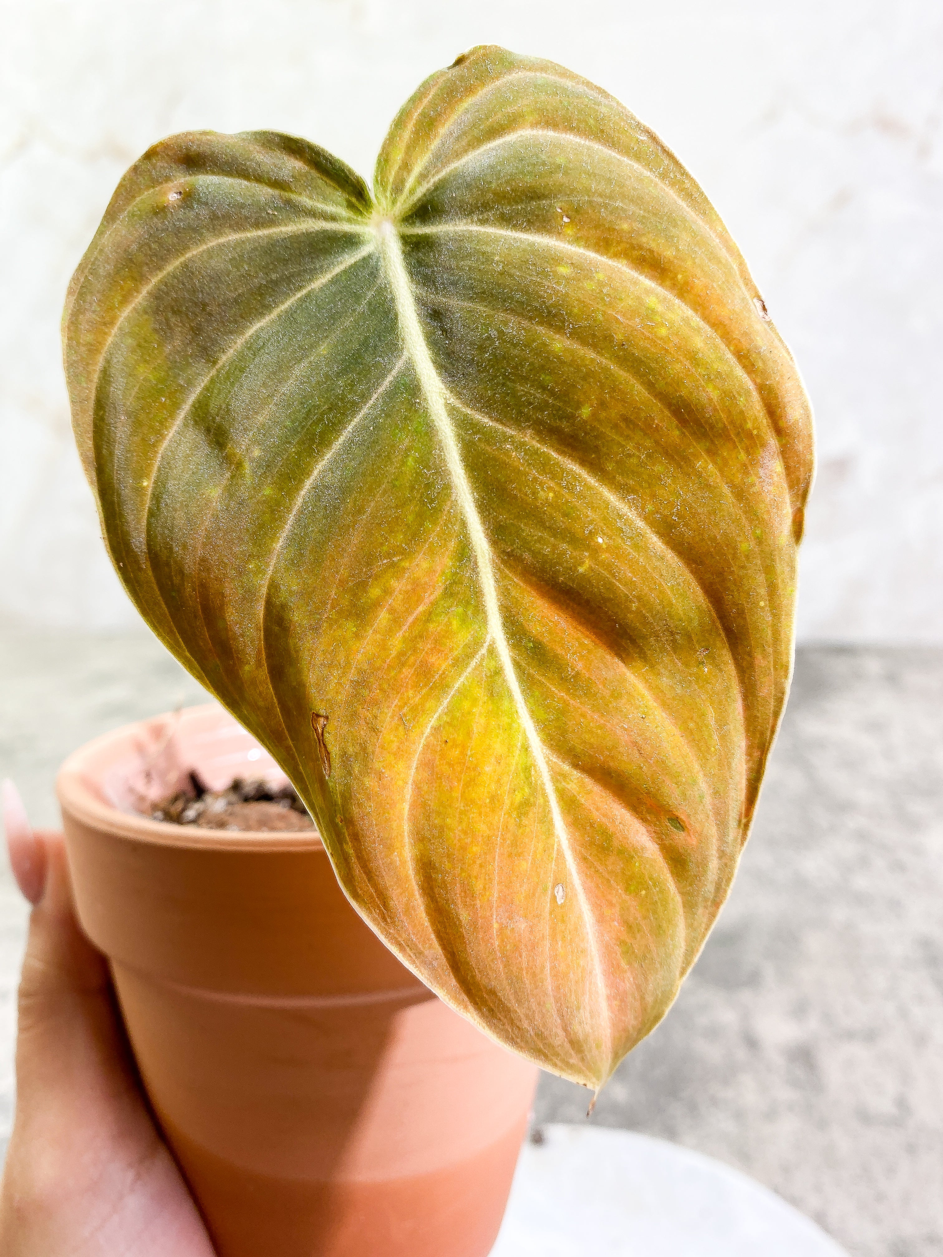 Philodendron Melanochrysum with 1 leaf and 1 sprout rooted