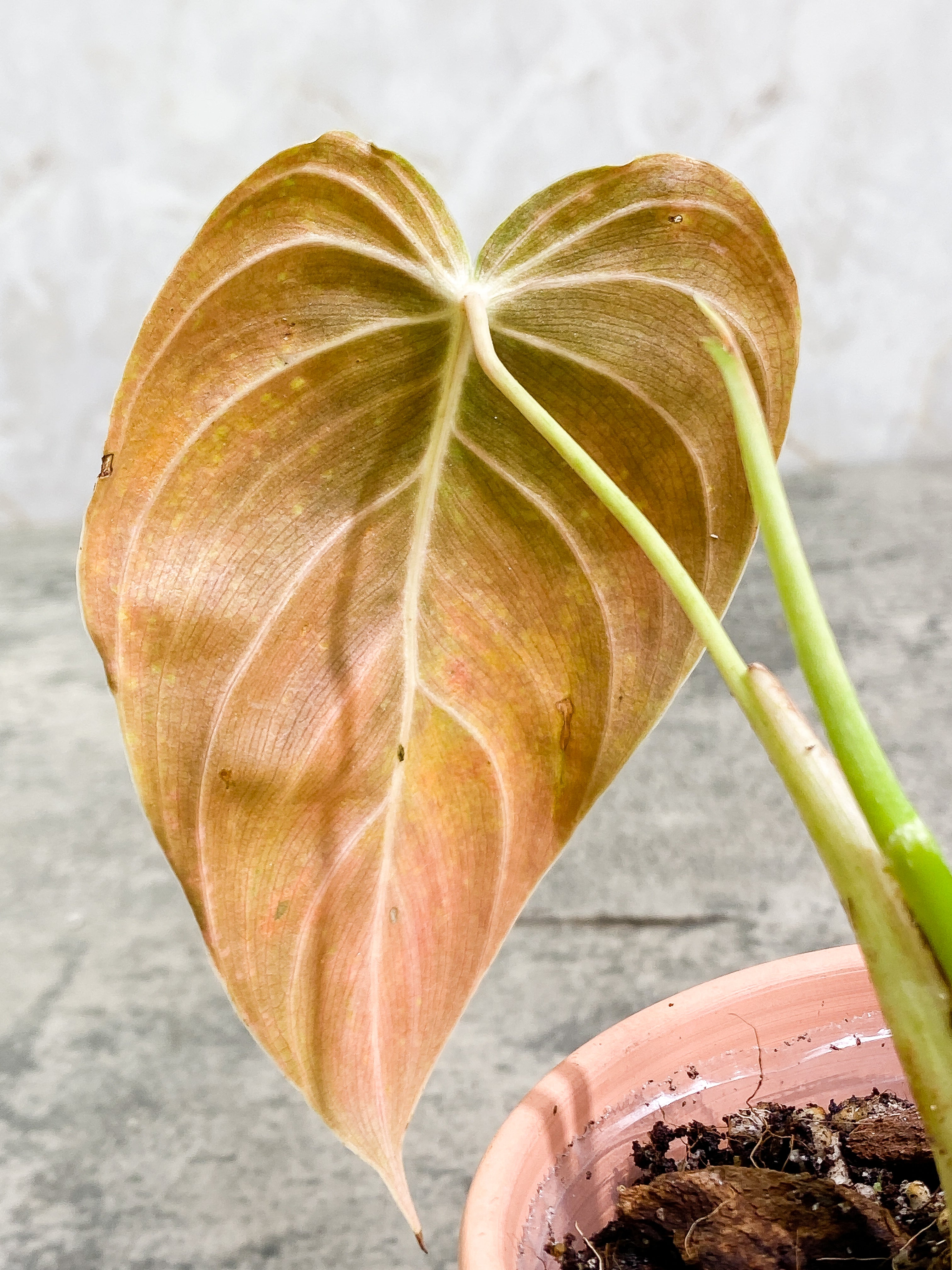Philodendron Melanochrysum with 1 leaf and 1 sprout rooted